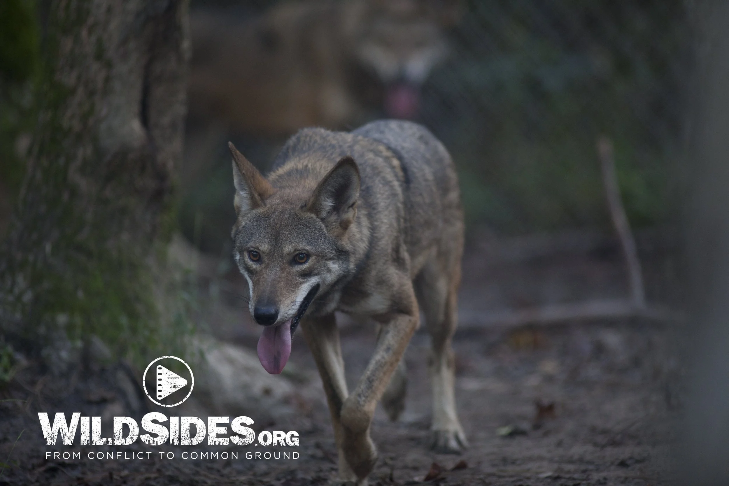 Hometown Premiere (High Point, NC)