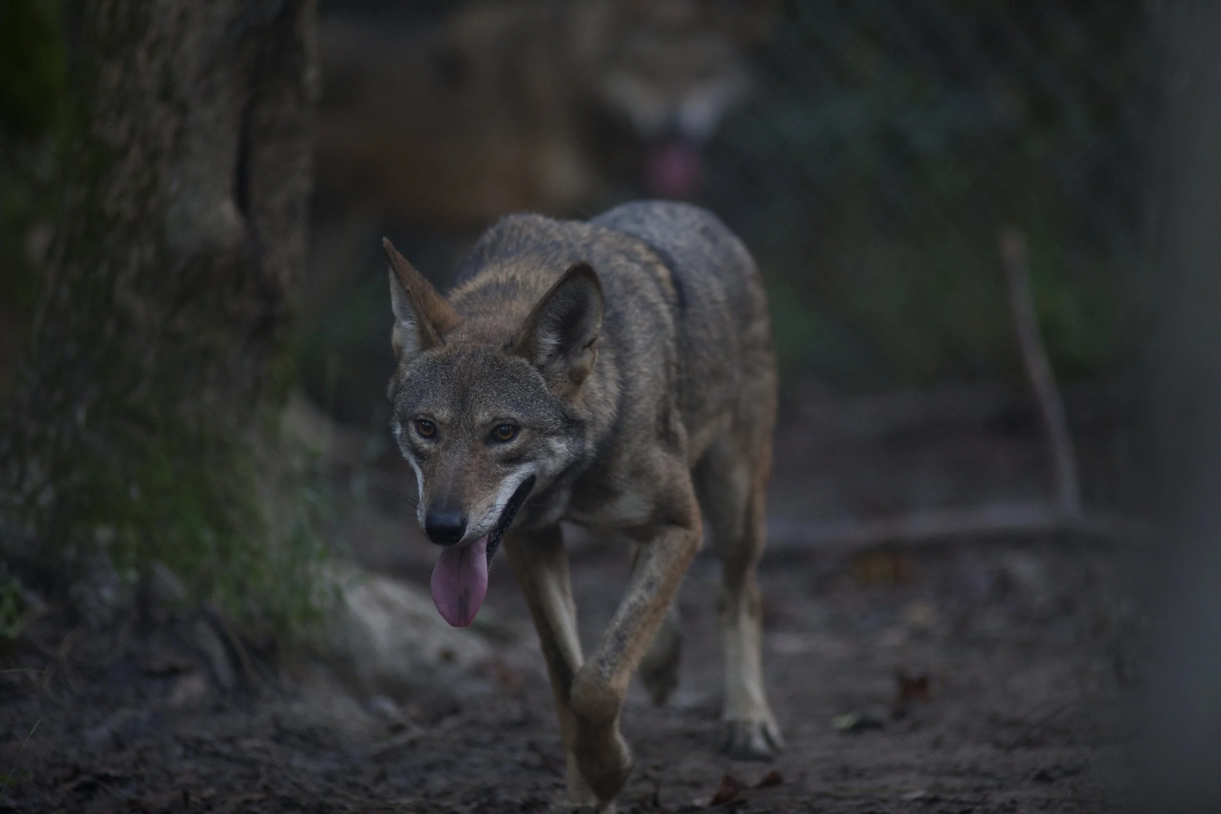WildRedWolf_HoldingPen.jpg