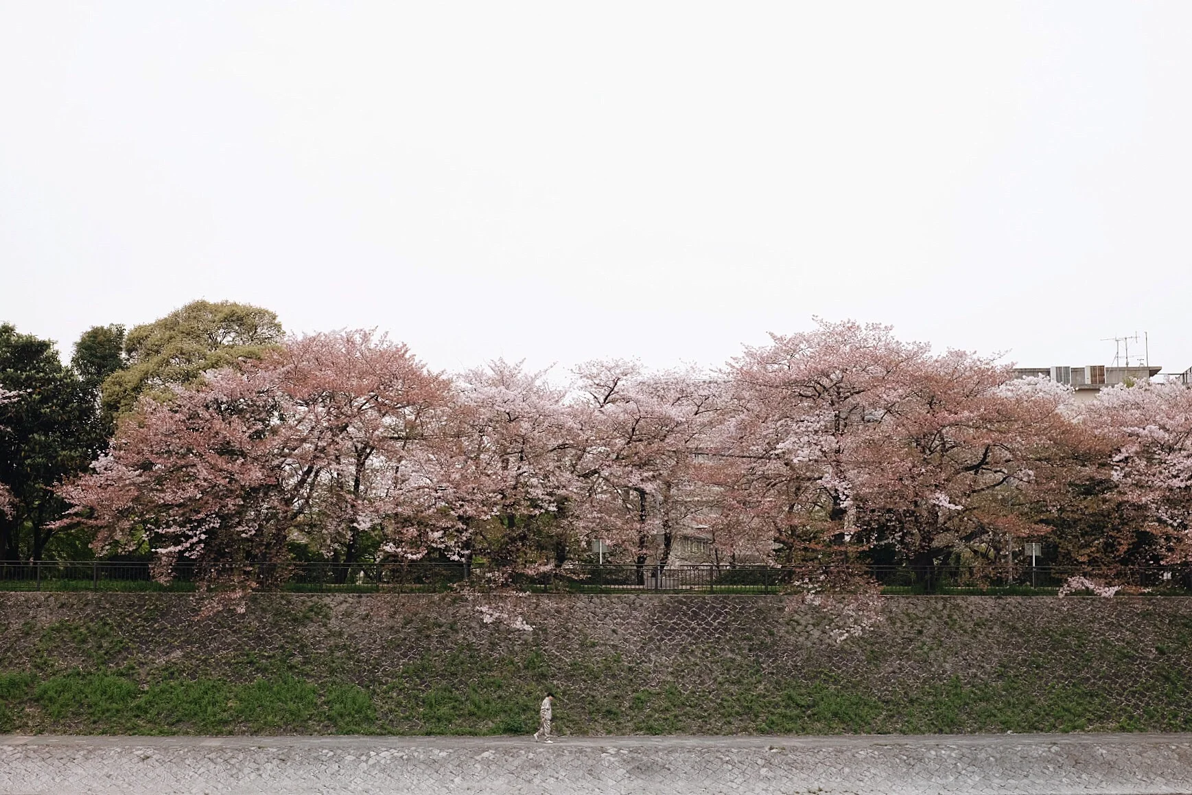 Cherry blossom trees along the Kamo River in Kyoto.