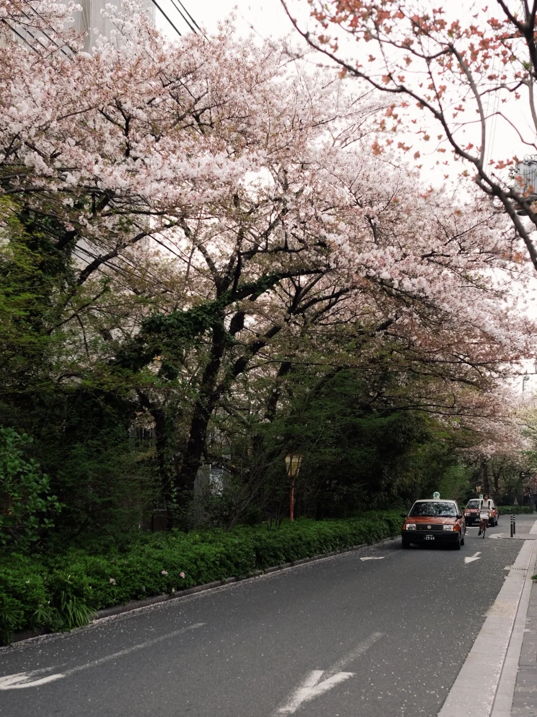 Cherry blossom trees in Kyoto