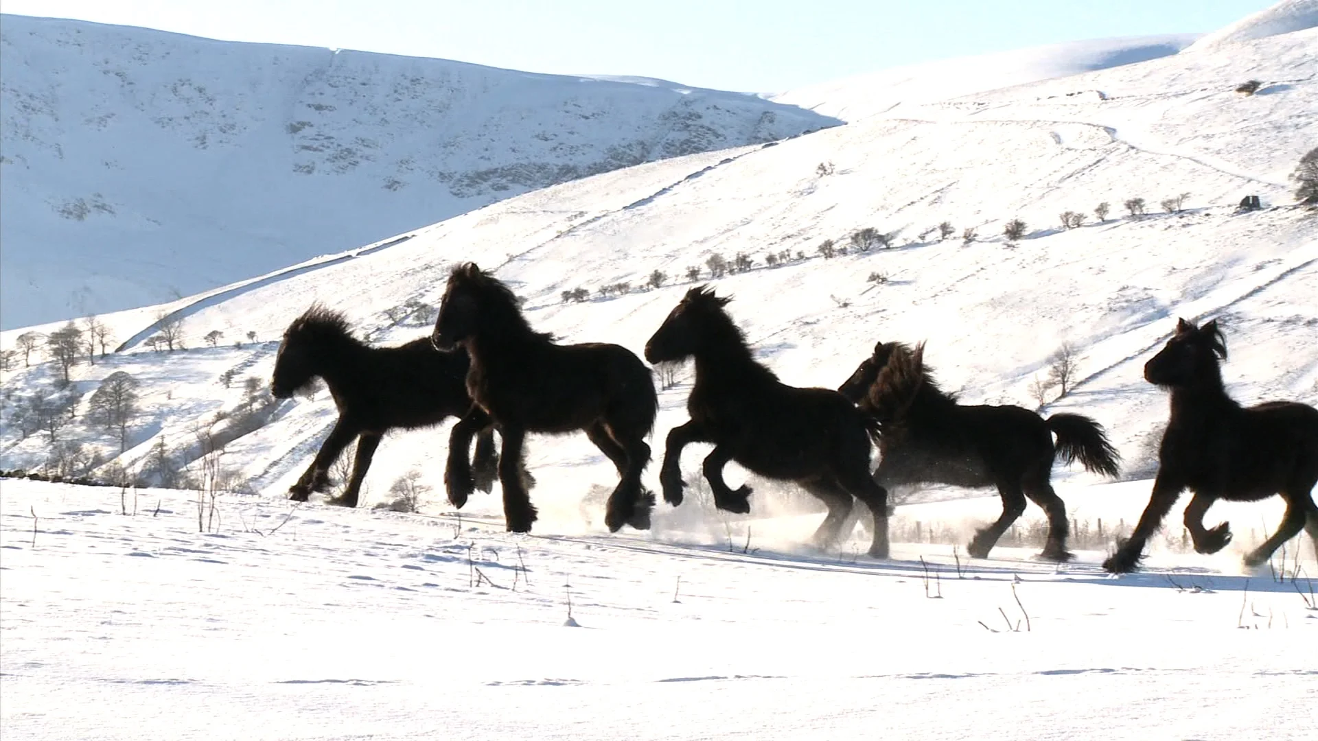 Murthwaite foals, Howgill Fells