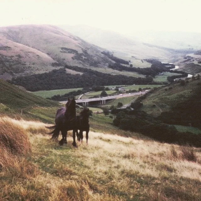 Lunesdale mares on Roundthwaite Common