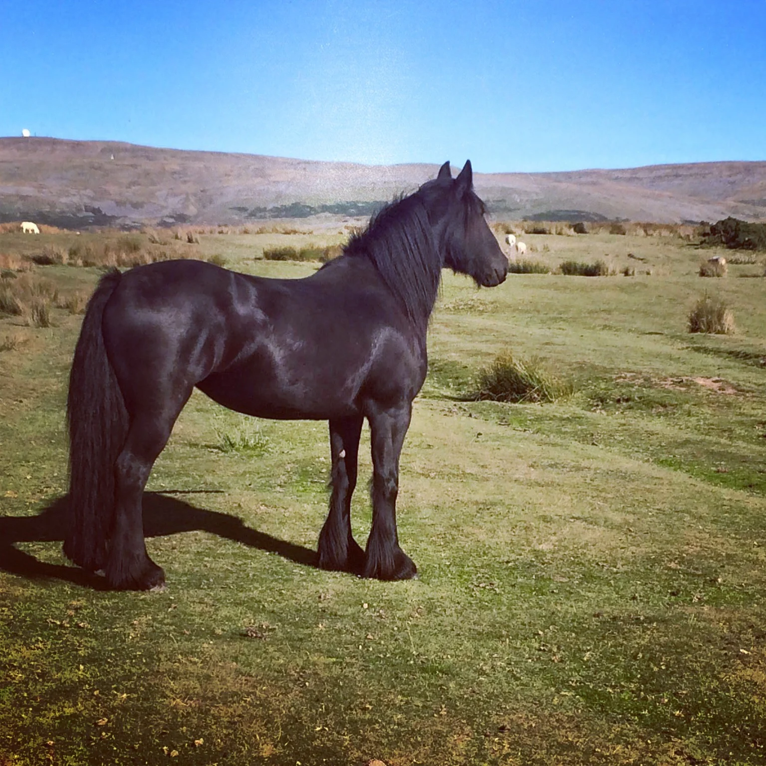 Lownthwaite Flicka II