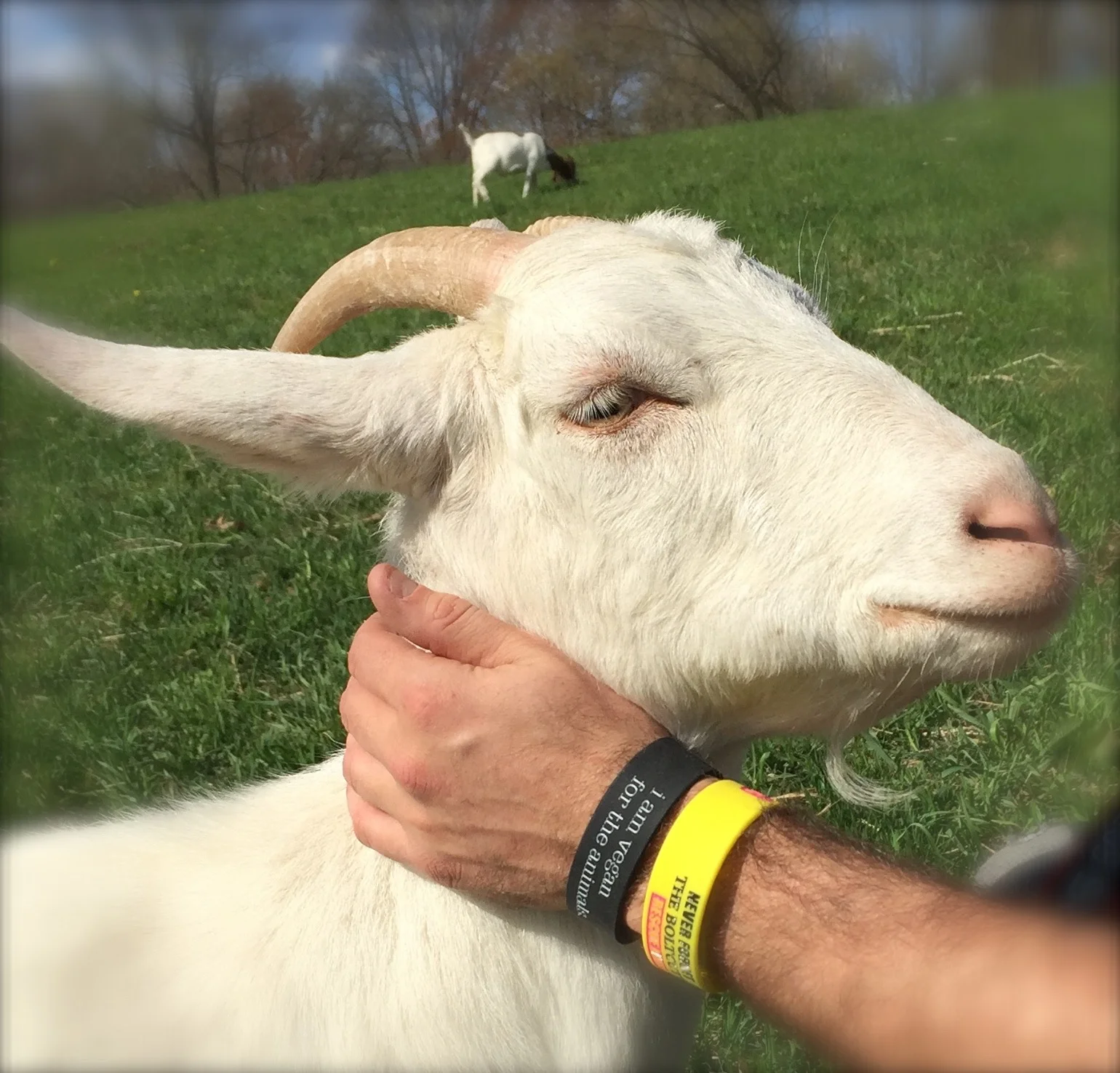 WBs and Betsy Goat.jpg