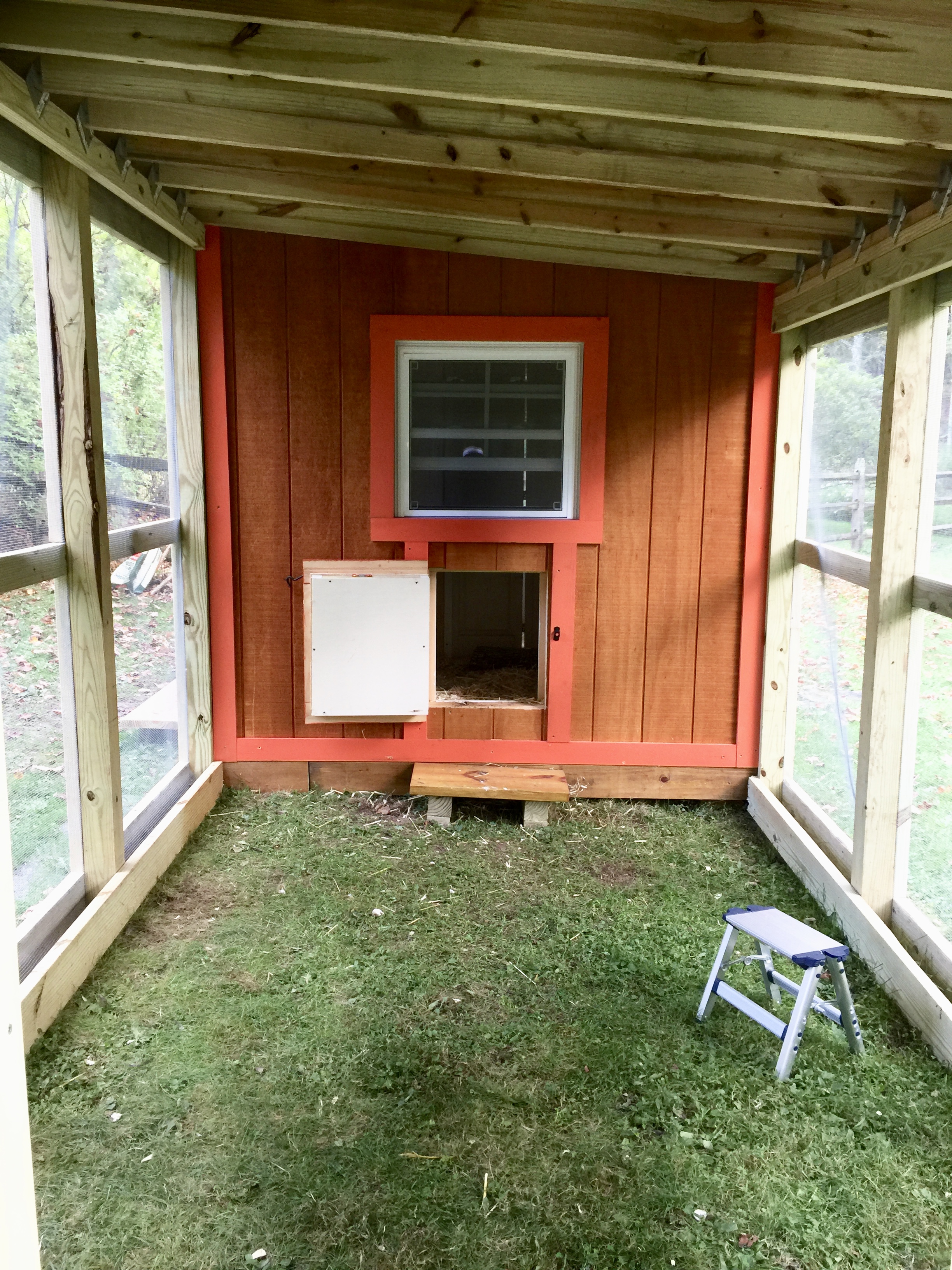 A view of the inside of the run. Eventually we'll do a mix of sand and soil for the substrate as the grass won't grow in there.