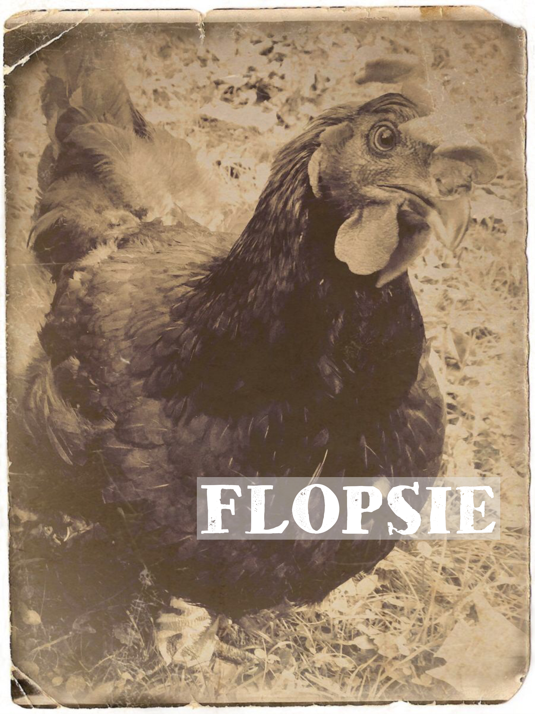 FLOPSIE - Found wandering in Queens.