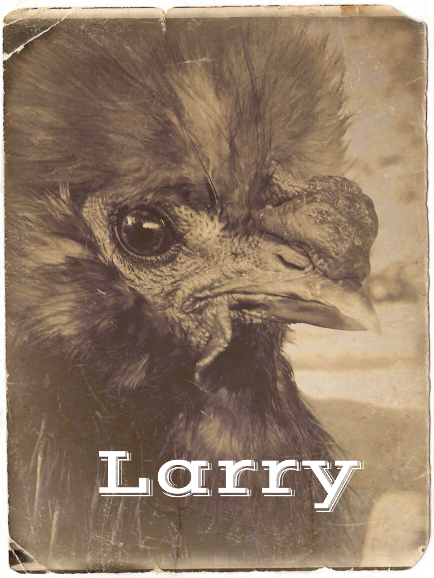LARRY - an unwanted mail-order chick gifted to a secretary in NYC.
