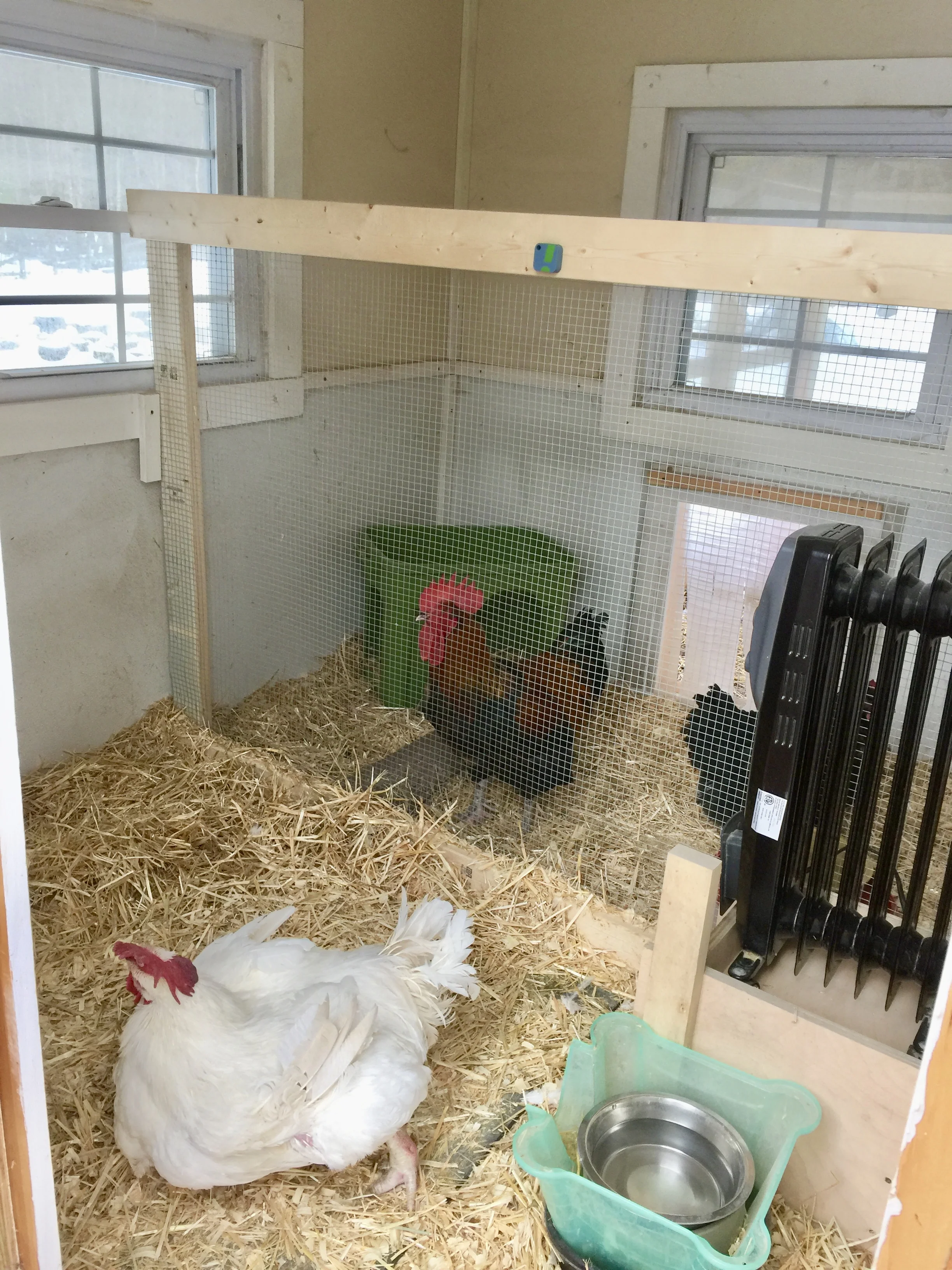 Buckles (the white “cornish” bird, rescued from NYC Kapporos slaughter, looking up at the sensor (Zoltan and Mopsie live on the other side of the coop as they are different breeds that feed differently.) The small blue and green square is an amazing device that monitors the warmth and humidity in the coop and sends the data to an app in our cellphones. This gives such piece of mind in the middle of the night!