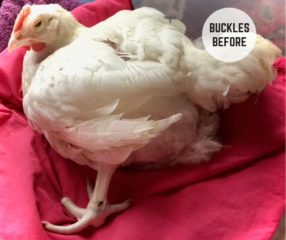 Buckles Before.png