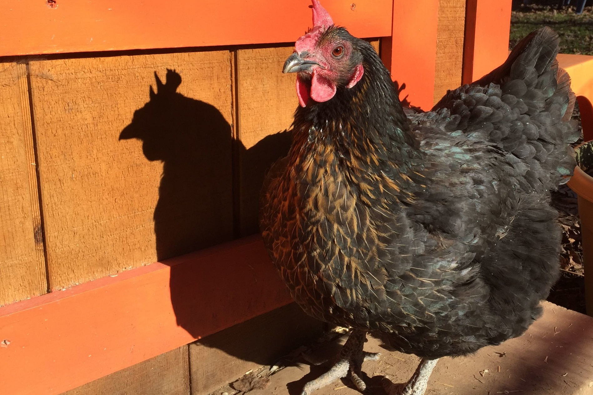 Mopsie+in+Sun+by+coop.jpg