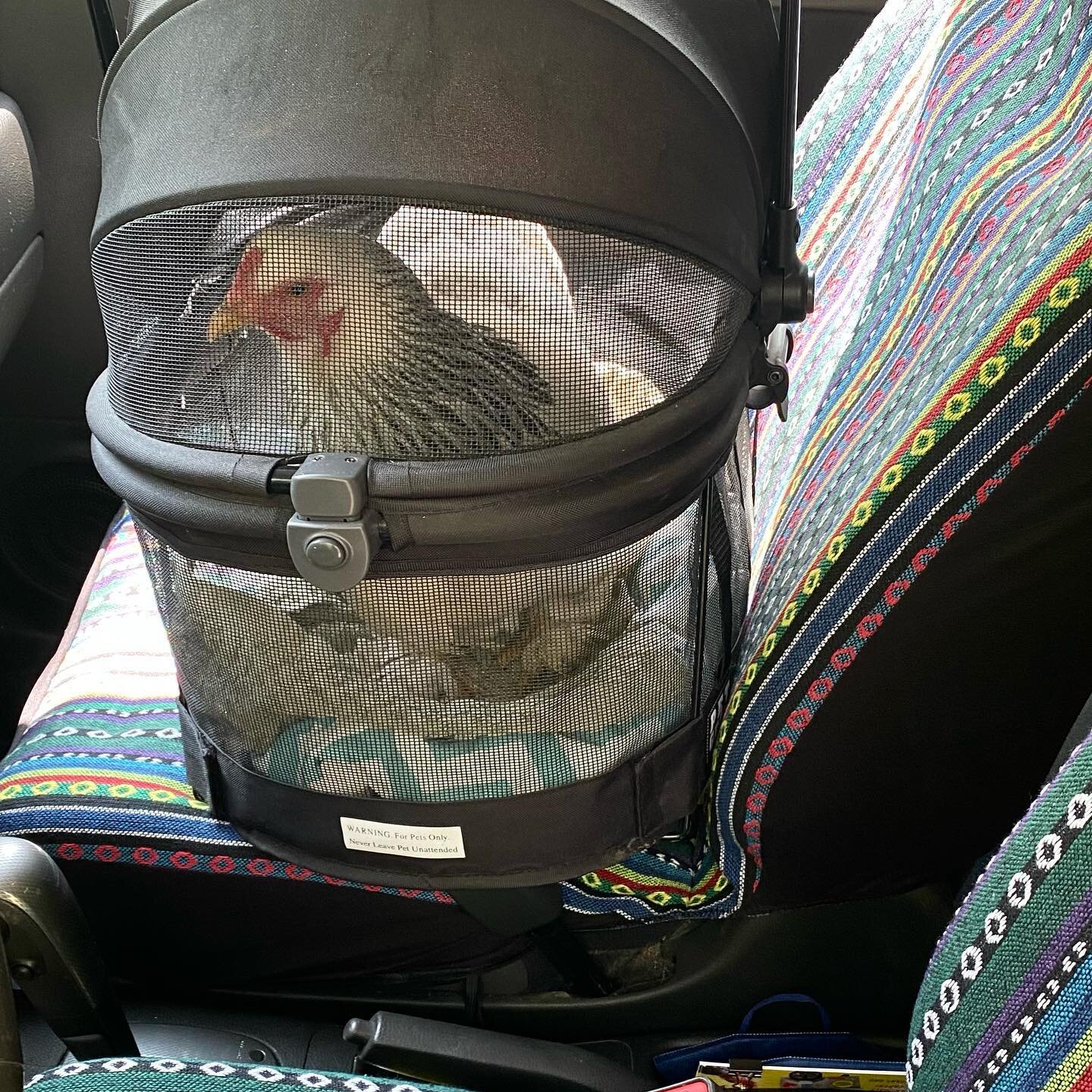 Brave RBG was as usual an amazing co-pilot. I had to take her in for a check-up at Reservoir Veterinary and to get her another round of reproductive care. It&rsquo;s extra important we keep up this life-saving treatment for her and all the hens in re