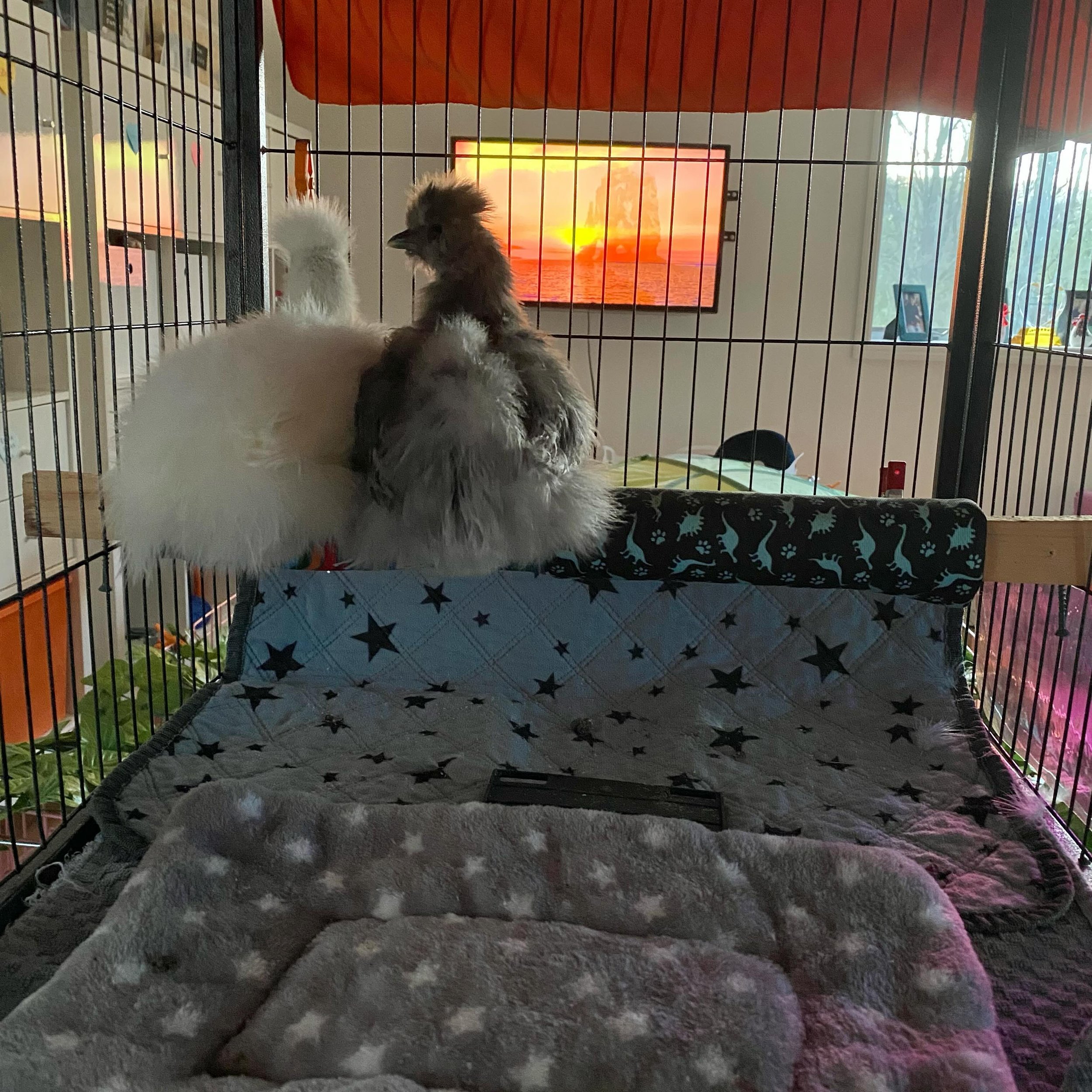 Caught this sweet moment: Captain and Tennille ready for bed on their perch, and there happened to be a sunset on the Special Care Room tv. 💗😭💗🥰

And this is a chance at the end of a long day to say please follow these vegan activist and educator