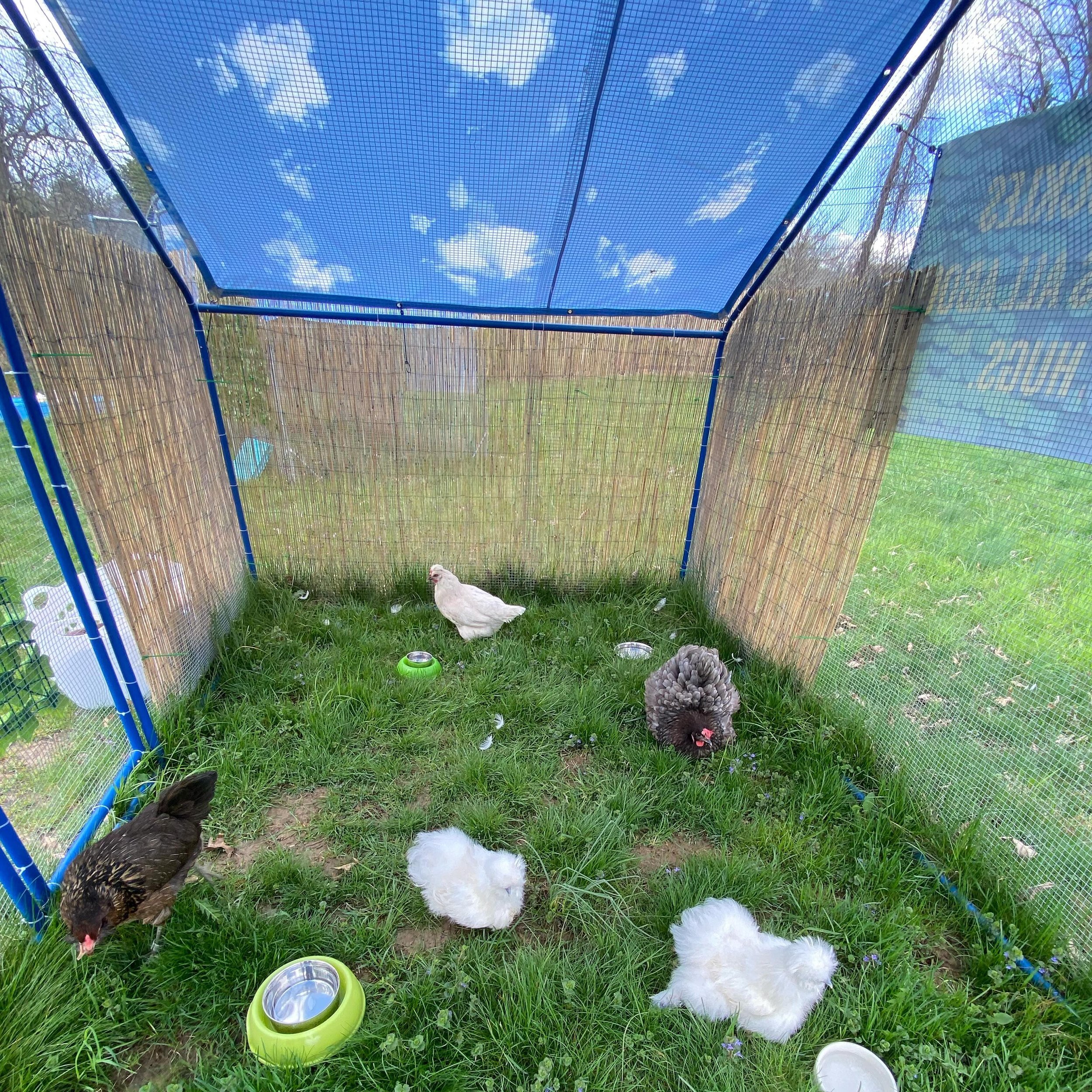 The Cloud Society is so happy to have a day of nice weather and get out in the grass. It means so much to the rescued residents to get past winter and be back outside with earth to root around in. 🥹🥰💗

#instituteforanimalhappiness
