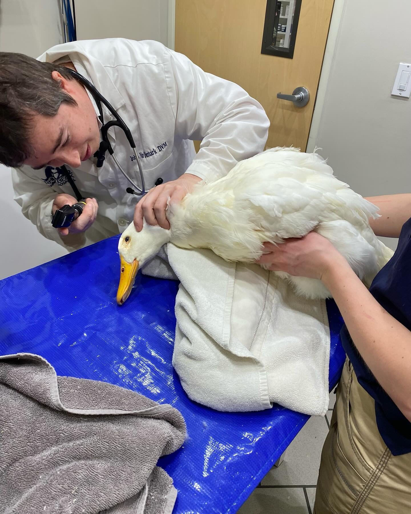 Little photo story of all the veterinary visits of the last two weeks. 

Running a care center for feathered people means regular trips to the vet (as a small microsanctuary, we don&rsquo;t have the ability to have an on-staff veterinarian or vet tec