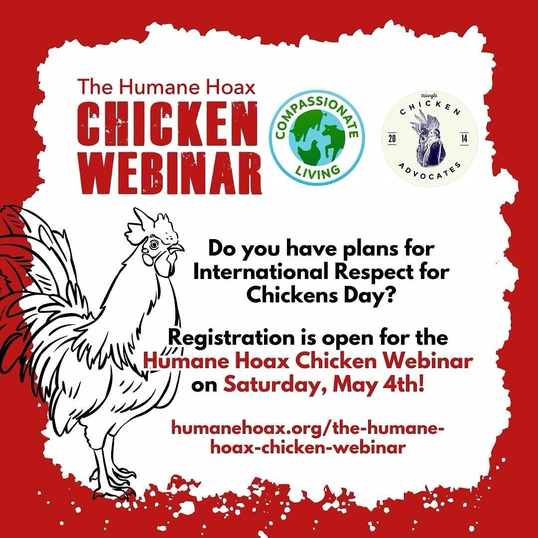 Community Announcement (shared from @microsanctuaryresourcecenter )
&bull;&bull;&bull;&bull;&bull;&bull;
Do you have plans for International Respect for Chickens Day on May 4th? 🐓 

What better way to celebrate chickens than by attending the Humane 