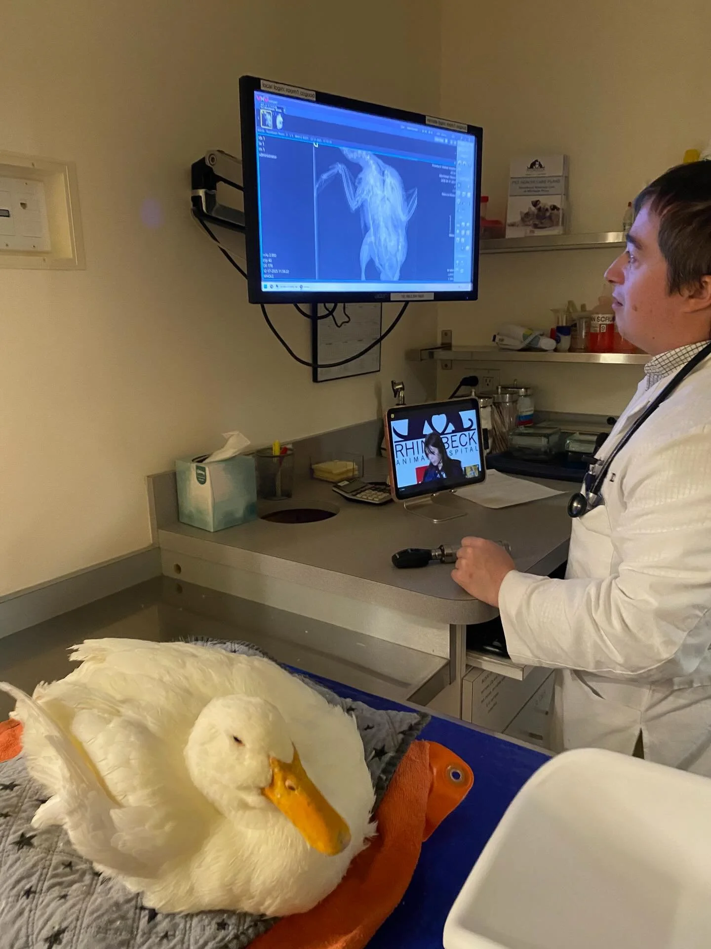 We noticed a slight bit of extra mouth breathing in sweet Moonbeam this week, so a check up at the veterinarian was in order. She was the model patient! I know it&rsquo;s scary to go to the doctor so I&rsquo;m very proud of how brave she was. X-rays 