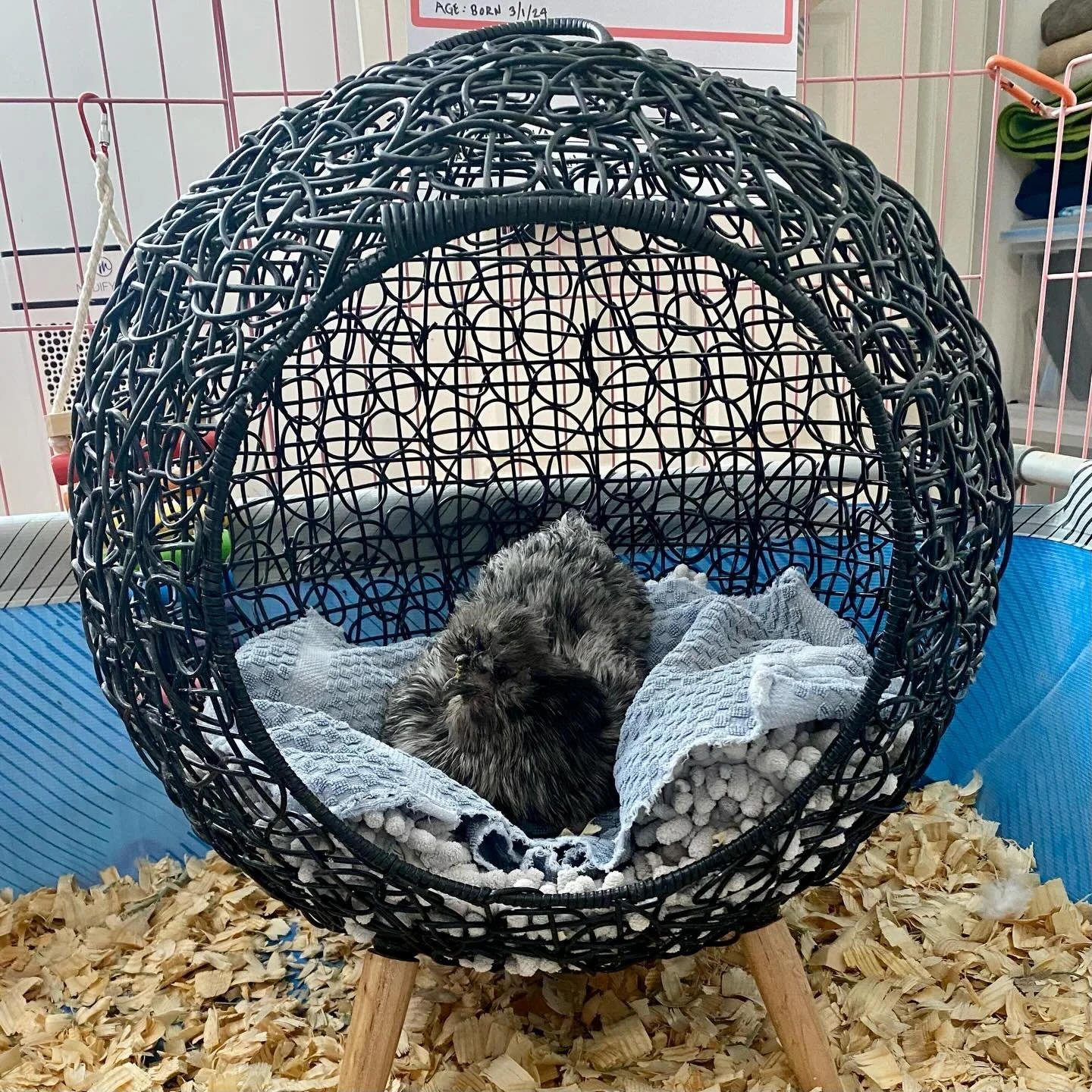 Captain: &ldquo;I have prepared the ship. Humanity is circling the drain and we need to return to our planet.&rdquo; 

Tennille: &ldquo;Is there actually room for two in there? And my collection of vintage boomerangs?&rdquo; 

Captain: &ldquo;Yes, bu