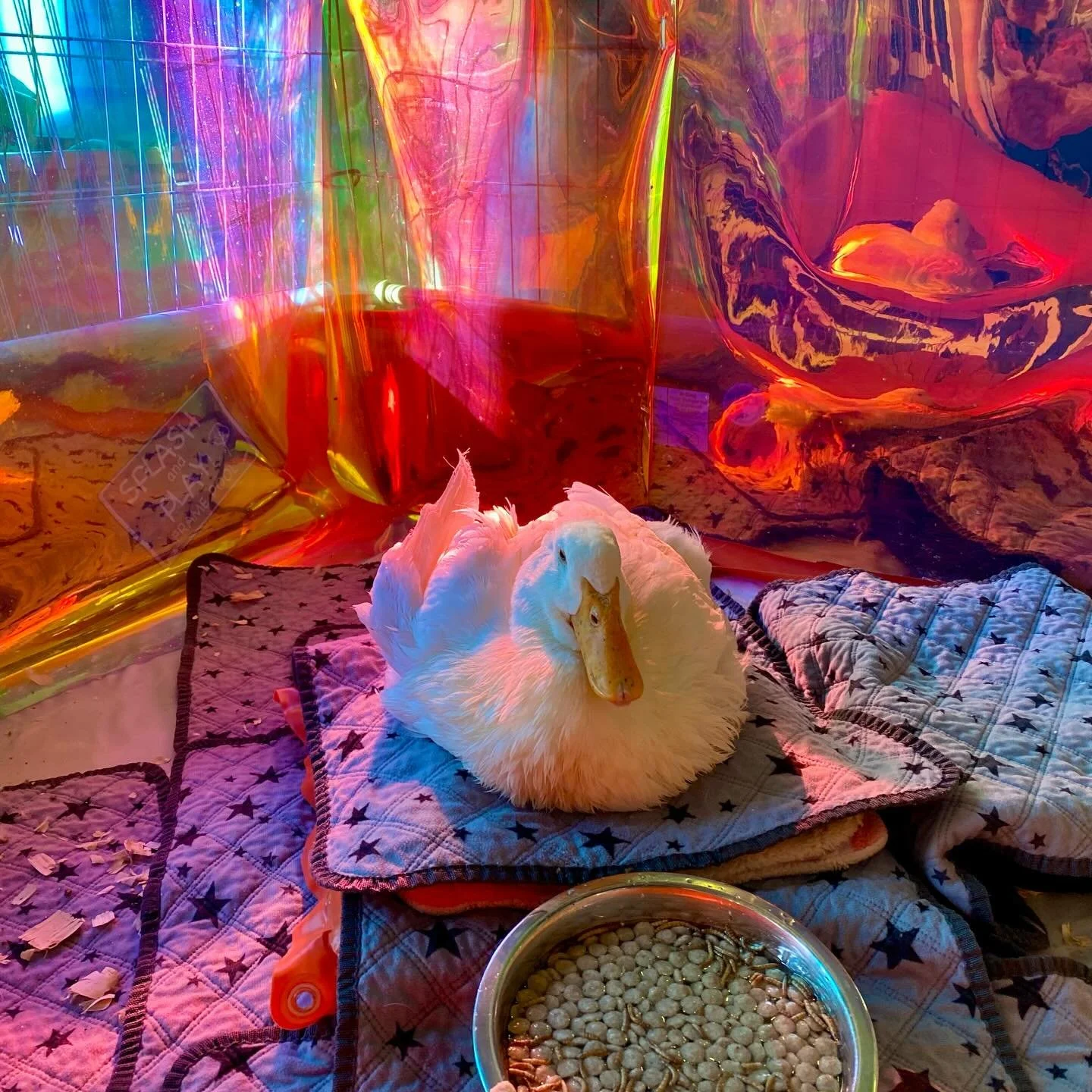 What is there to say, dear friends.
We all survive by community, or we don&rsquo;t survive. I hope you are holding it down where you are, and joining together and unifying wherever it feels safe and empowering to do so. Sharing some random pics of th