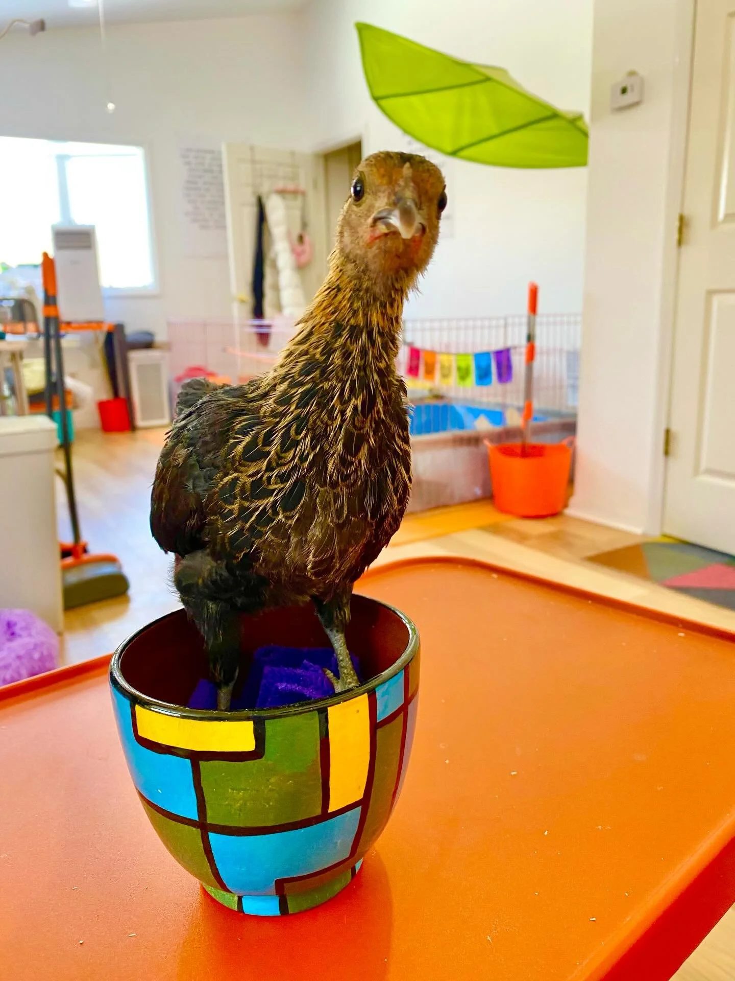 &ldquo;Who am I?&rdquo; 

Dear friends: we are so thankful to have taken in this little soul. Last slide: shows how she was found. She was rescued after being found the unheated garbage room of an NYC housing complex by a Good Samaritan (understateme