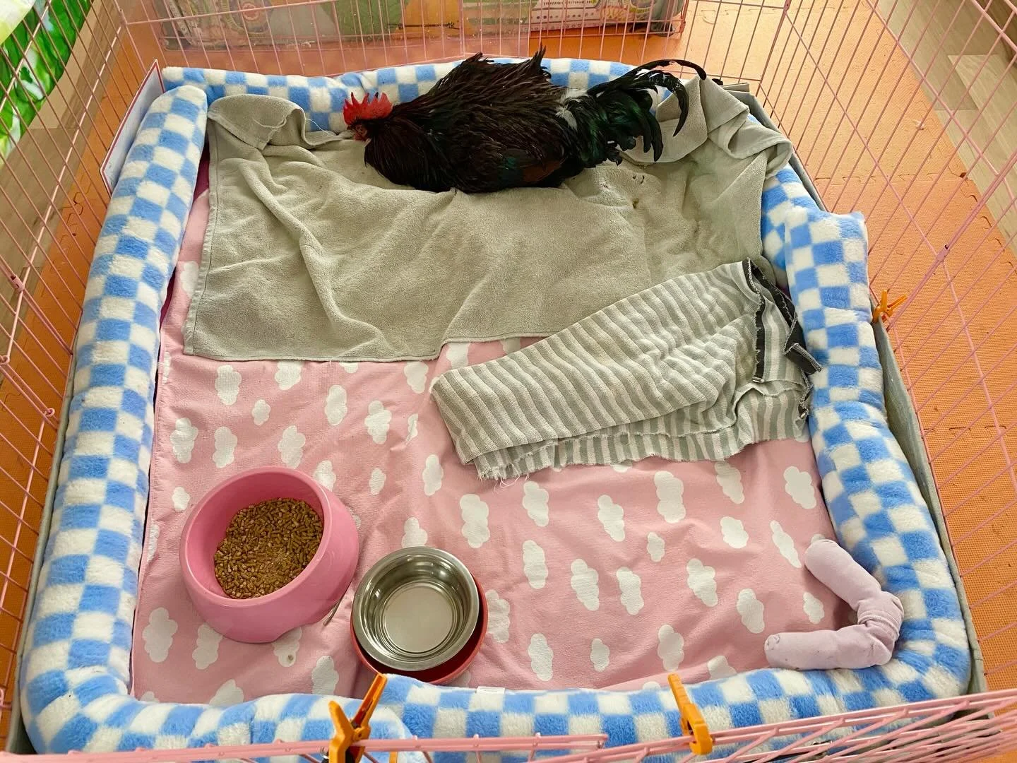 A love story in three slides:
1) Mr. Mehnamena was brought in from his coop for special care when we came in one morning to find him with a bad wound on his comb. These things happen on rare occasion here, and we are pretty sure one hen (who will rem