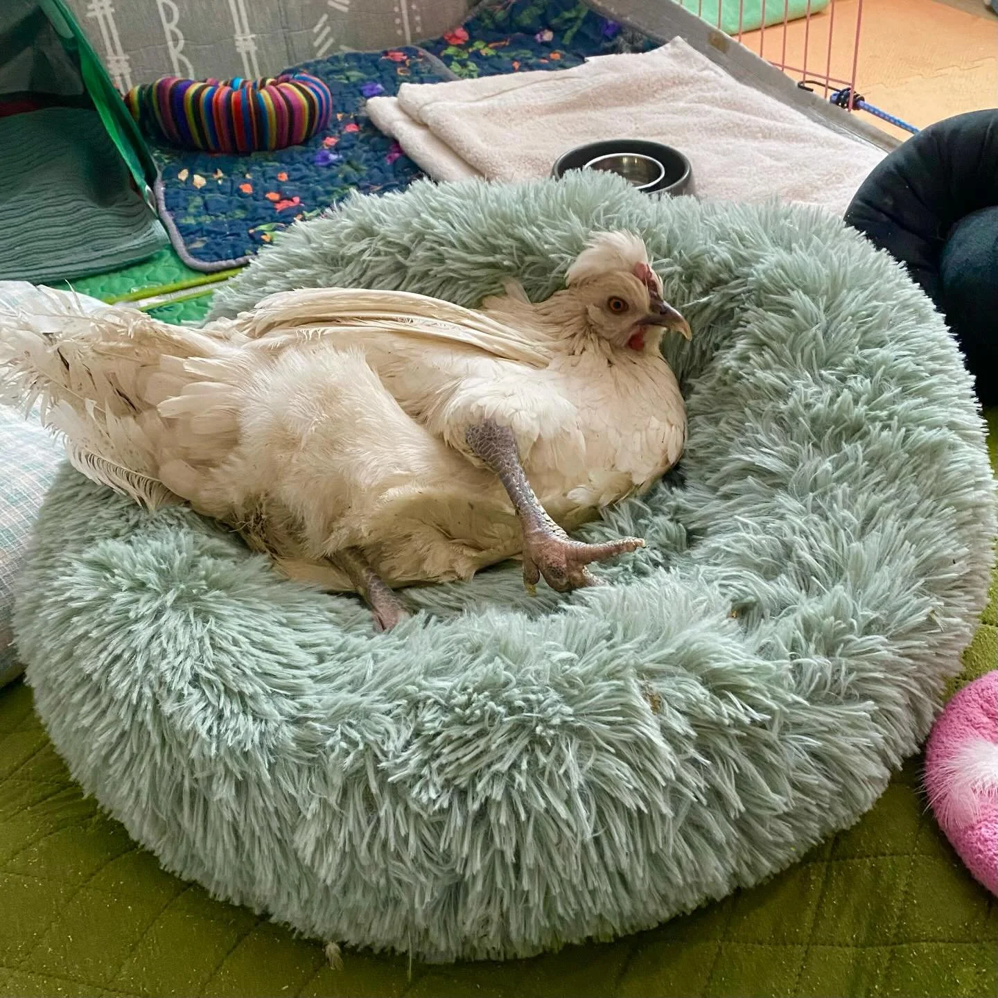 Disabled-and-proud survivor Carol wants to remind you that REST needs to be a part of your resistance, too. It&rsquo;s only 9 a.m. and she&rsquo;s power-napping on her favorite fluffy bed in the special care room. She loves @thenapministry and hopes 