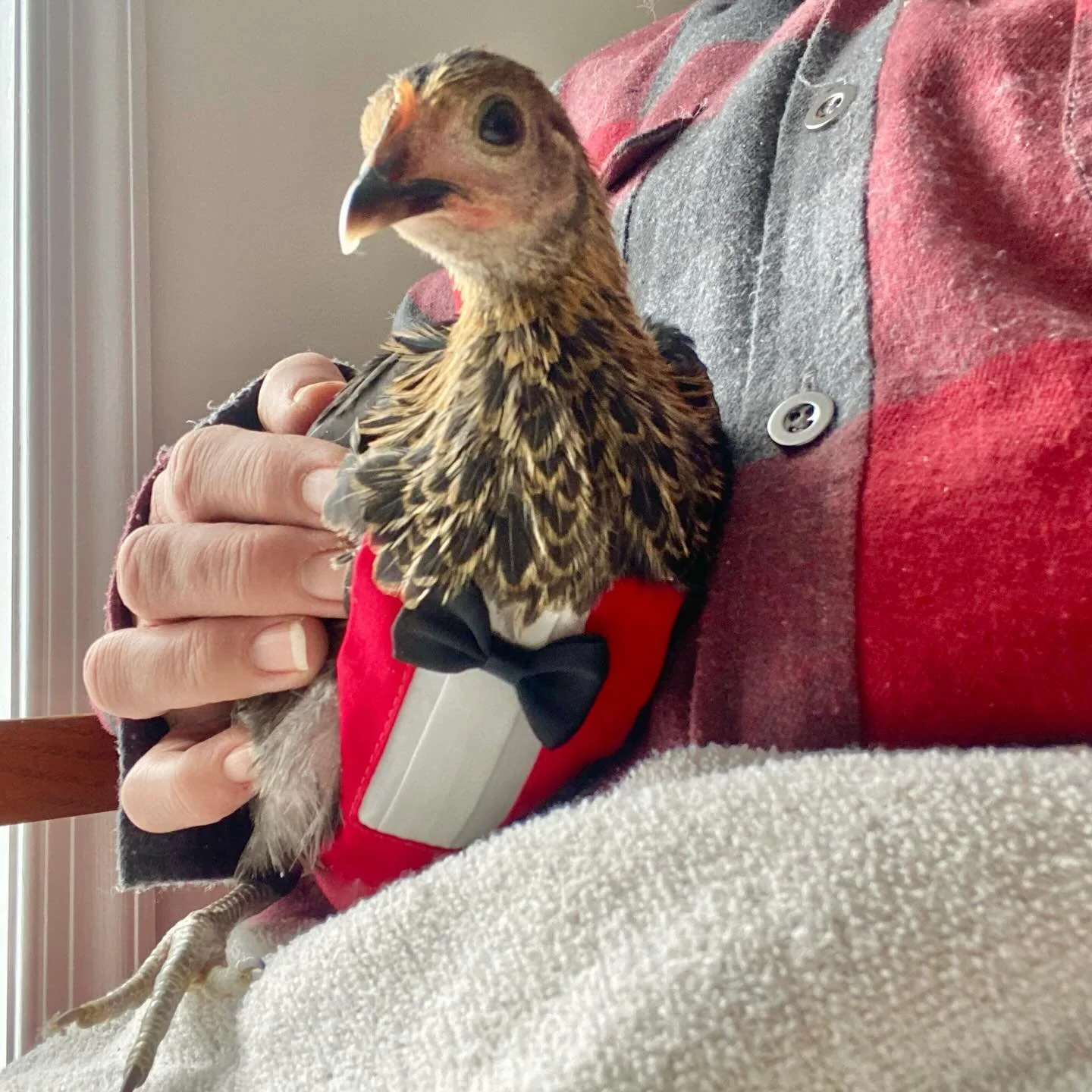 Somebody 🙄 (little Linus) got his first diaper fitting today in anticipation of his quarantine time soon being in the rear view mirror. The only ones that fit him were the ones made for Pigeons, and that was even too big for this sweet Serama Roo bo