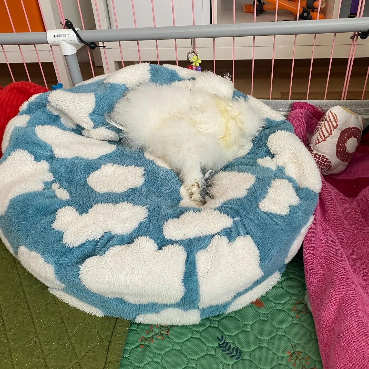 Find the Squiggy. 🥹🩵☁️☁️☁️

Squiggy is one of the founding members of The Cloud Society here at IFAH. She is so special and dear and doesn&rsquo;t let her disability stop her. If she wants to get on the biggest fluffiest bed we&rsquo;ve got, she wi
