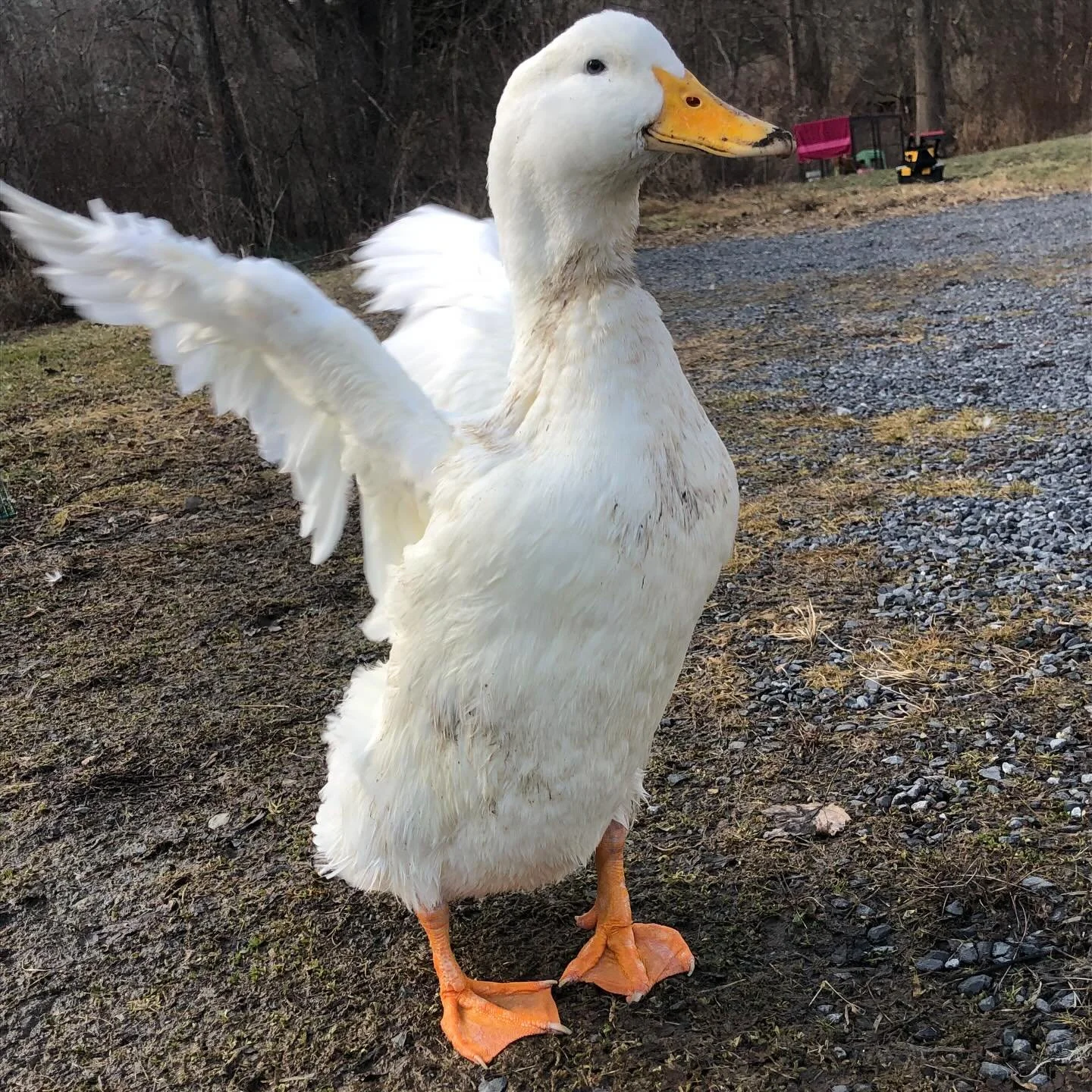 The mountains of snow thawed out in two days of unusually warm weather. The ducks have their big pool back&hellip;. For them, it&rsquo;s been a joyous celebration and chance to commune early with some spring-like weather&hellip; and I&rsquo;m so than