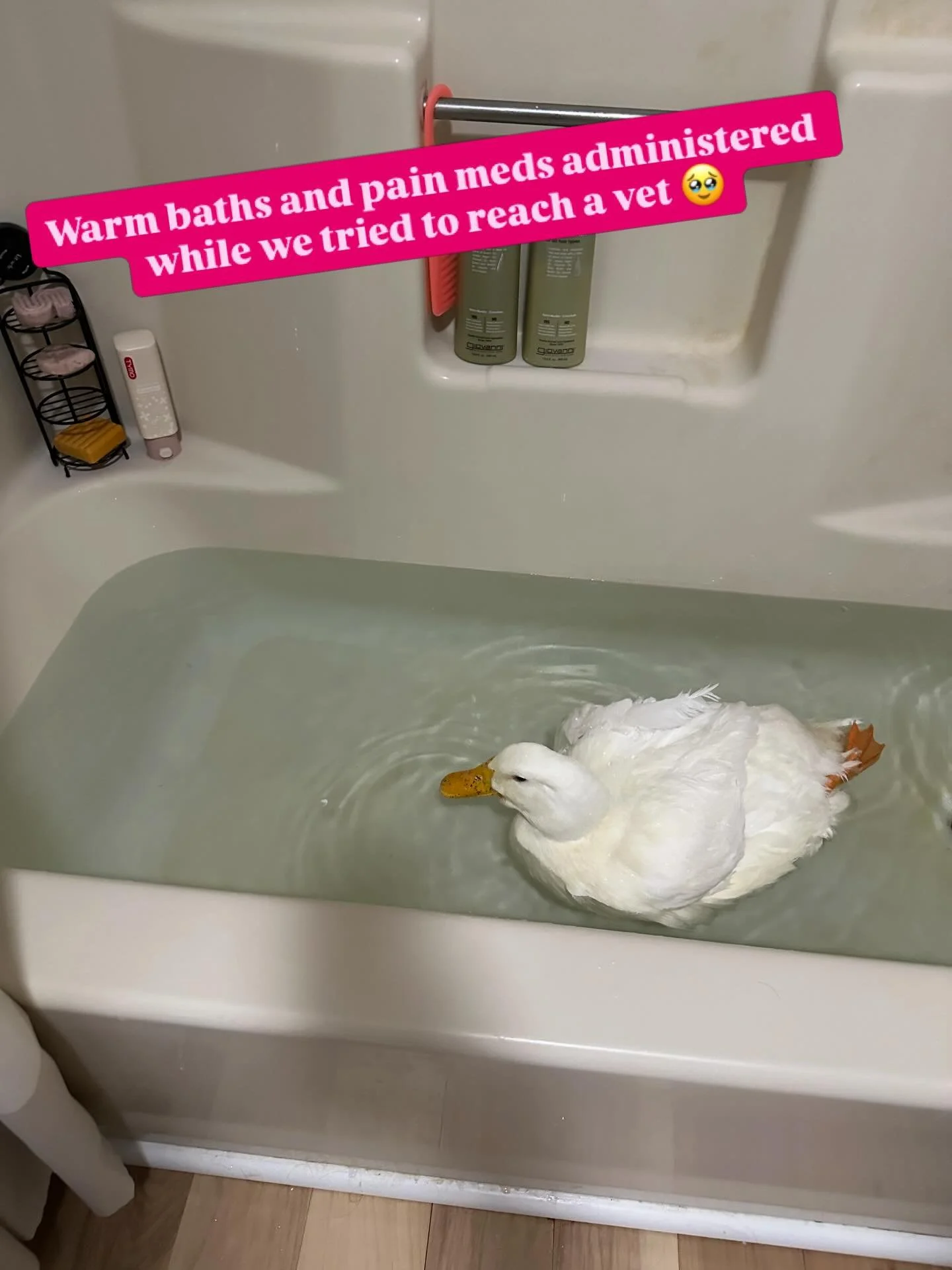 A stressful two days: Disabled birds face such unique challenges&hellip; and laying eggs is even more frightening for a bird with mobility issues. Our dear little Moonbeam had her egg-laying kick back in this week, and I set to work getting her next 