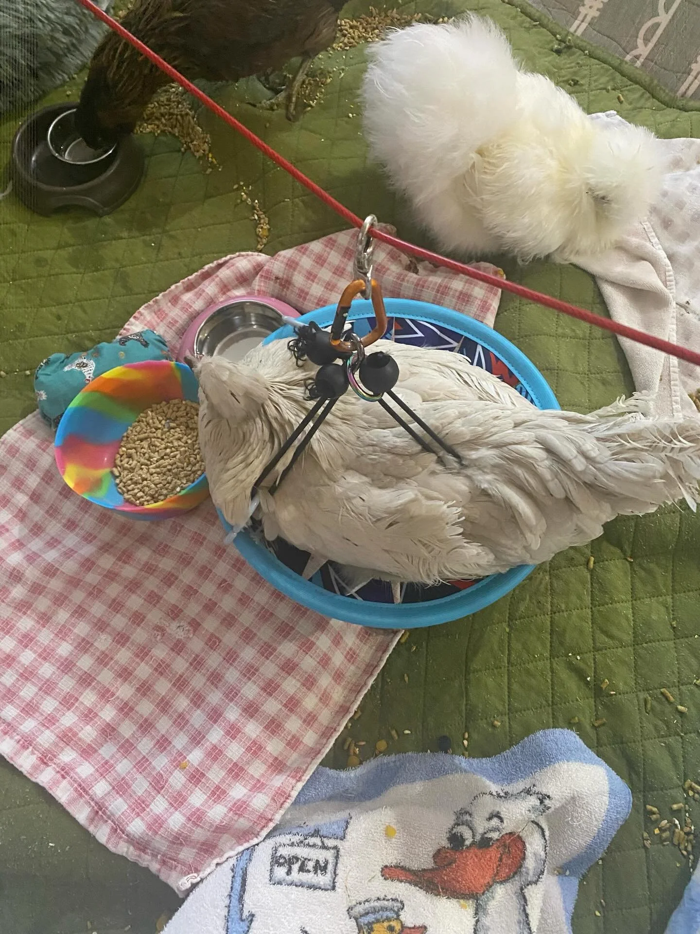 Comrades in chicken rescue: 
Hear ye, hear ye! I announce with most prideful delight, that with a mere few carabiners and elastic doodads, a tiny dabble of creativity combined with masterful yet seemingly forbidden arts - I decree across the lands th