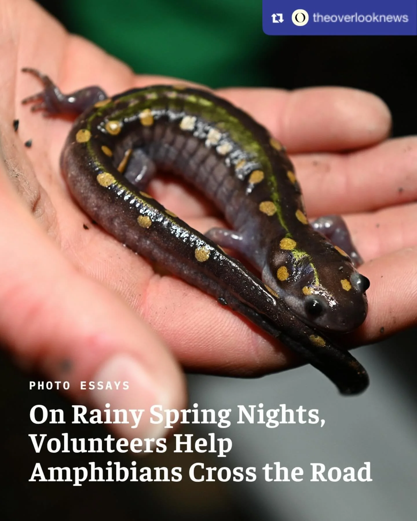 This initiative is going on right near us on Mt. Rutson Road, too. I love the compassionate souls doing this! This is radical caregiving in a world that otherwise rejects empathy for the profit of a few. Everyone, please use alternate routes for the 