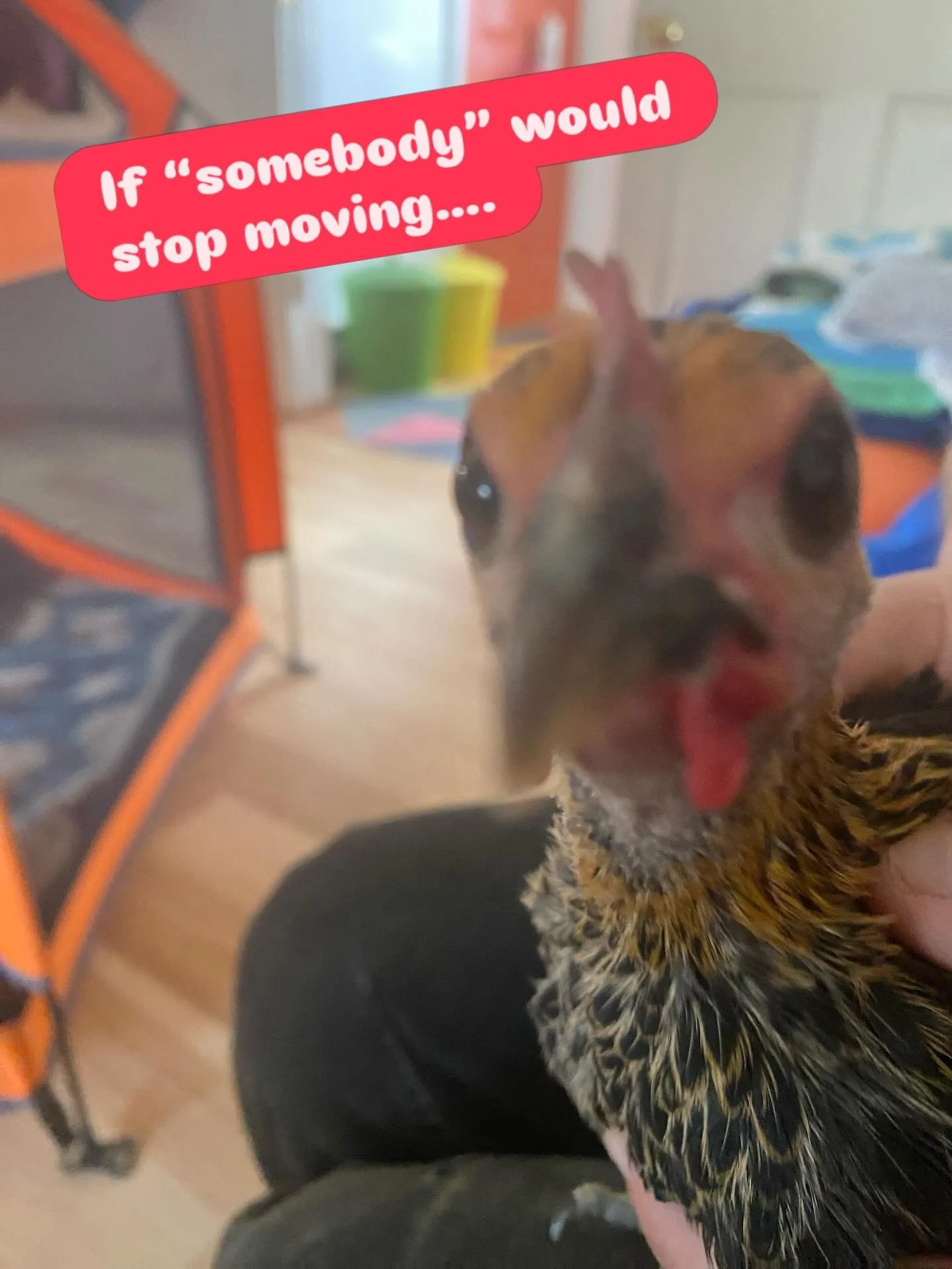 Little Linus is getting his wattles. 🥹🩷 see those little red flaps on the sides of his face? Those are wattles and for chickens they have sensory purposes and are an indicator of health at times, too! Yep our cute little Spud Buddy is growing up, a