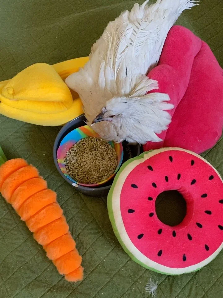 Photo dump:
1) Carol&rsquo;s array of novelty support pillows keeps growing
2) Rita with her incredible artwork&hellip; on view til May 30th at @old_dutch_church_kingston and @happycartvegan Wednesdays!
3) @gabsvegtable latest delicious free vegan fo