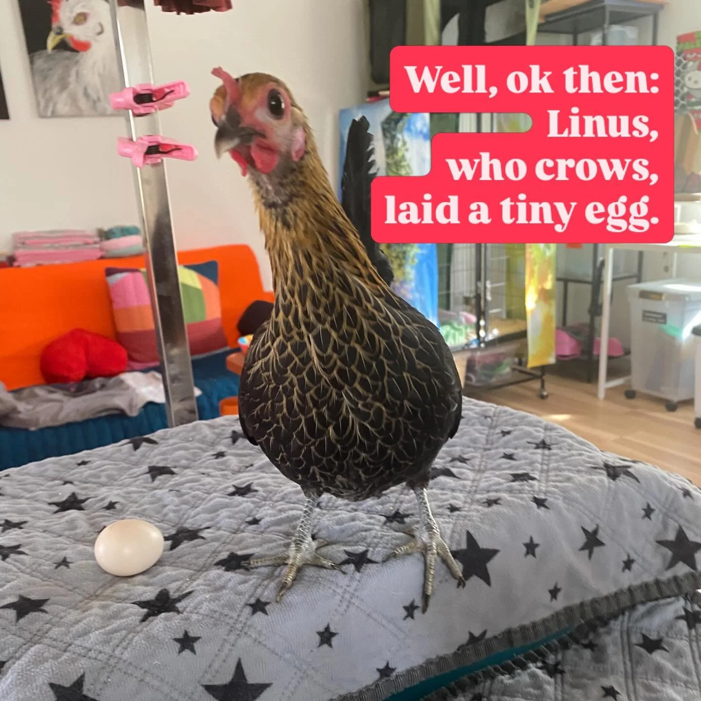 Soooo - a nice explanation, folks - cause we were surprised too!
We have never had this tiny breed in our care here before (Seramas, a very small chicken.) 

When Linus arrived here, within a few days of settling in, they began to crow. We were havin