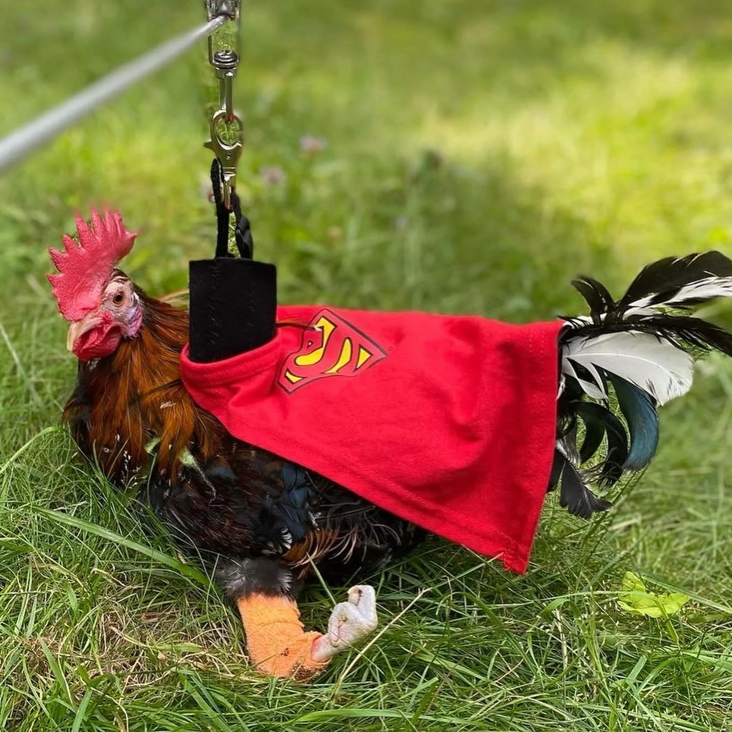 Over the years, I&rsquo;ve had to come up with so so sooooo many ways to support the disabled or injured birds that come here for care. These are just a few! Whether it&rsquo;s creating the first zipline for disabled chickens like our dear buddy Perc
