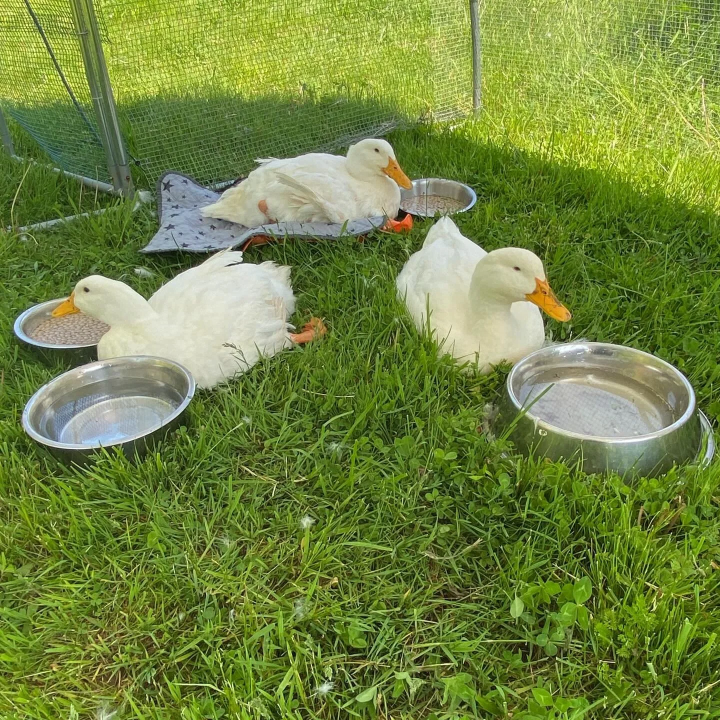 The Breakfast Club (Disabled Duck Edition.) 🥰🦆

From left to right: Janie (rescued from a backyard farm neglect situation. Left leg is unsupporting.) Moonbeam (on her little pillow (Hip, spine and right foot are the source of her immobility from an