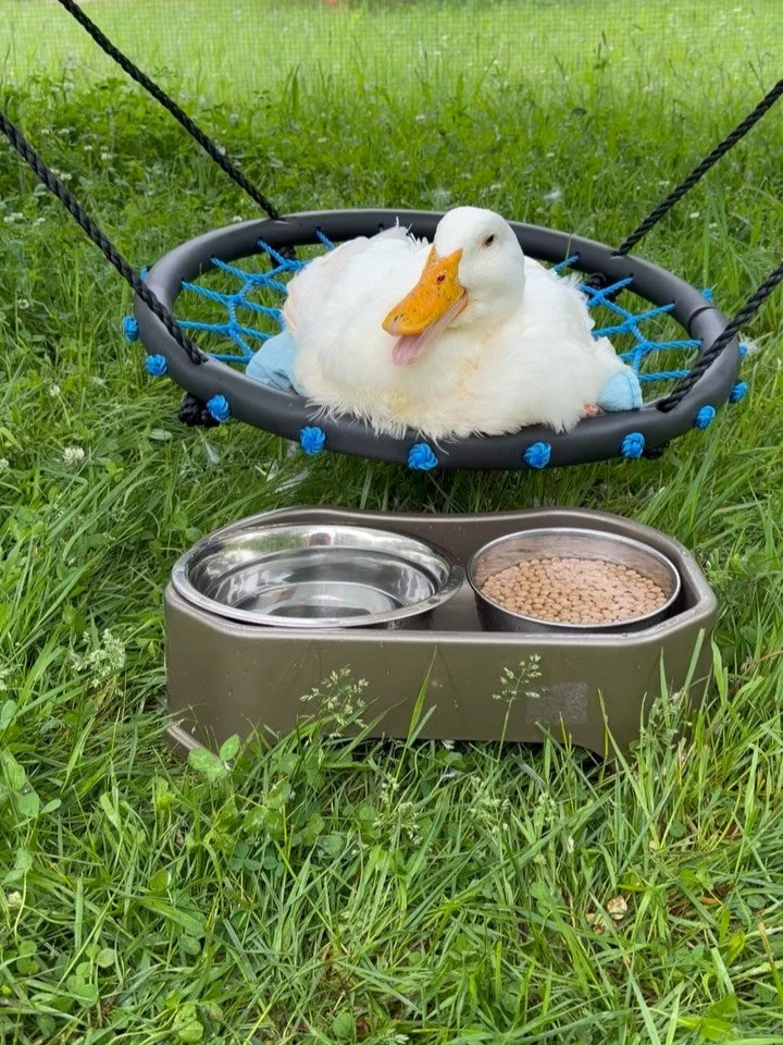 An update on the special needs Duck Crew here at The Institute for Animal Happiness 👉🏼Trying out a new support for Moonbeam &amp; hoping it will work for Janie too - a kids &ldquo;net swing&rdquo; that we have installed in their outdoor protective 