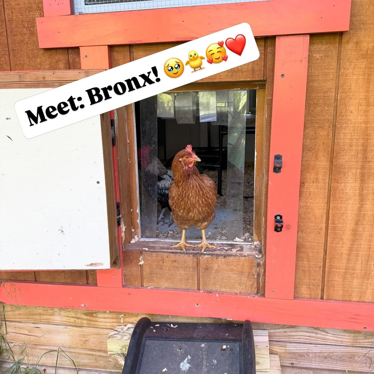 Dear friends: please give a warm welcome to Bronx! 

It&rsquo;s been a long time, but you may have seen us post slide 2 quite a while back, and I&rsquo;m so sorry we didn&rsquo;t do a follow up post until now. There&rsquo;s a reason for that. 😅 Dear