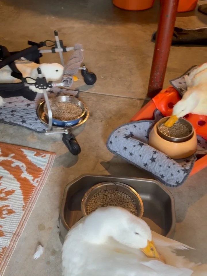Good morning from the duck crew at the Institute for Animal Happiness! A big N&rsquo;oreaster is coming through and it&rsquo;s very windy outside, so everyone dined inside instead of al fresco. 😅 Then Janie had a lovely exercise romp between rain ep