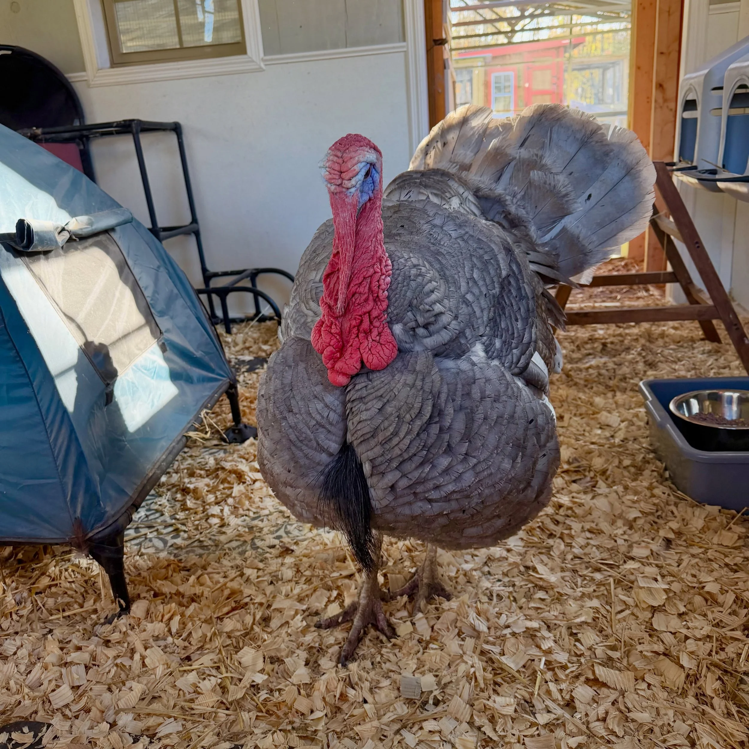 Sea Smoke: &ldquo;Thank you for understanding how perfect I am and worshipping me appropriately. Also thank you for bringing me grapes. Have a great day!&rdquo; 

🥰
#instituteforanimalhappiness #animalrescue #veganpower #collectiveliberation #thanks