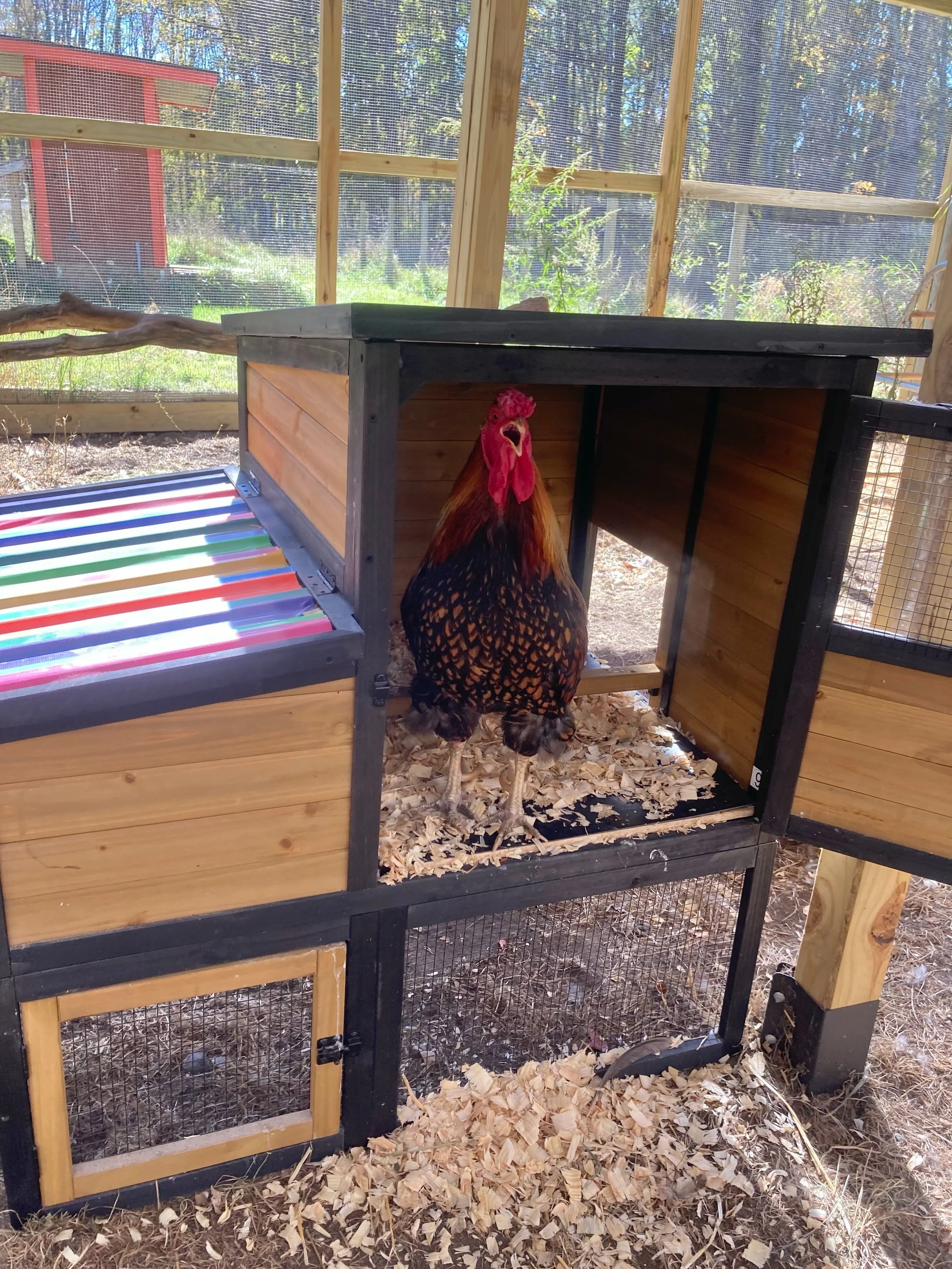 We moved the rainbow playhouse to the yard of &ldquo;Avery&rsquo;s Oasis&rdquo; so that Leo, Miracle, Duke and Major Tom could have another outdoor nesting box and hideout in their enclosure. Leo embraced it immediately and belted out a song! 

Thank
