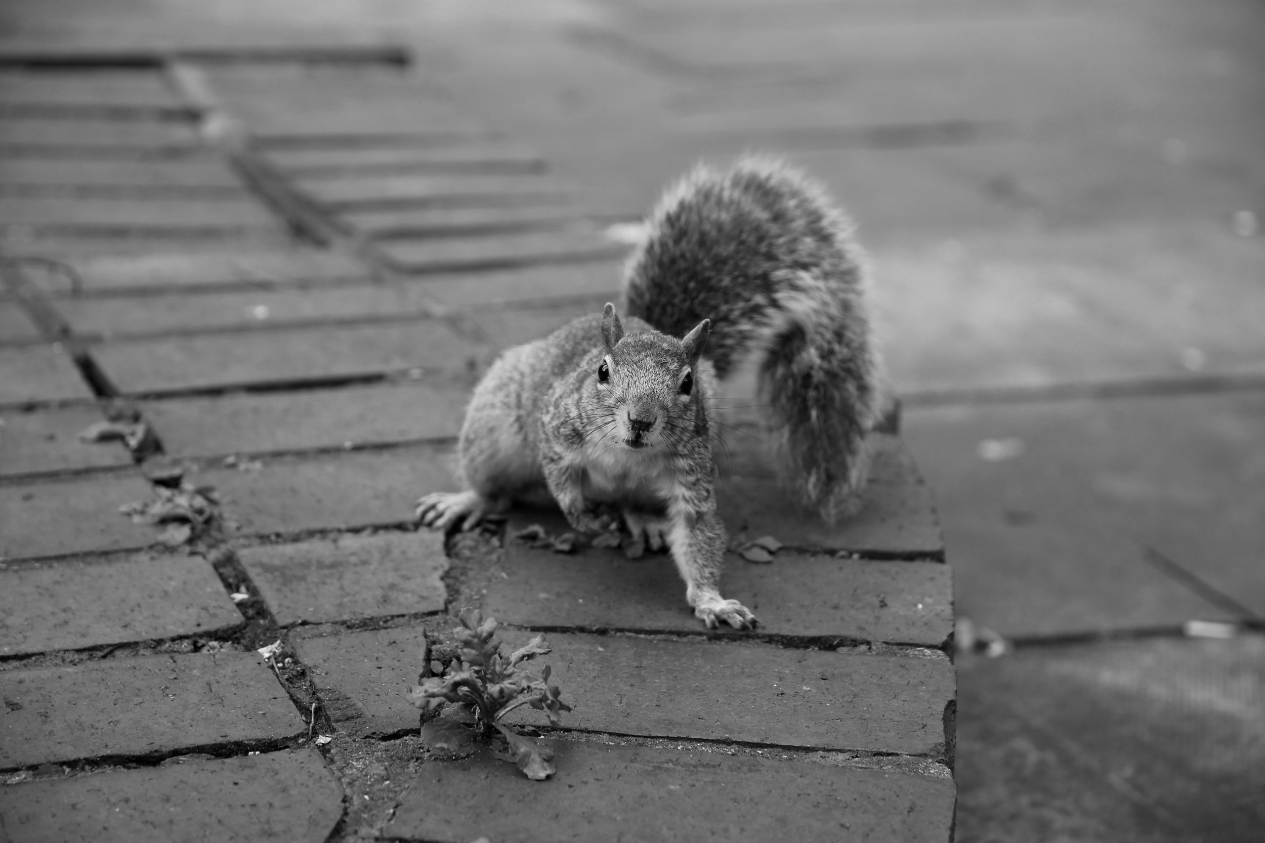 Squirrel.png
