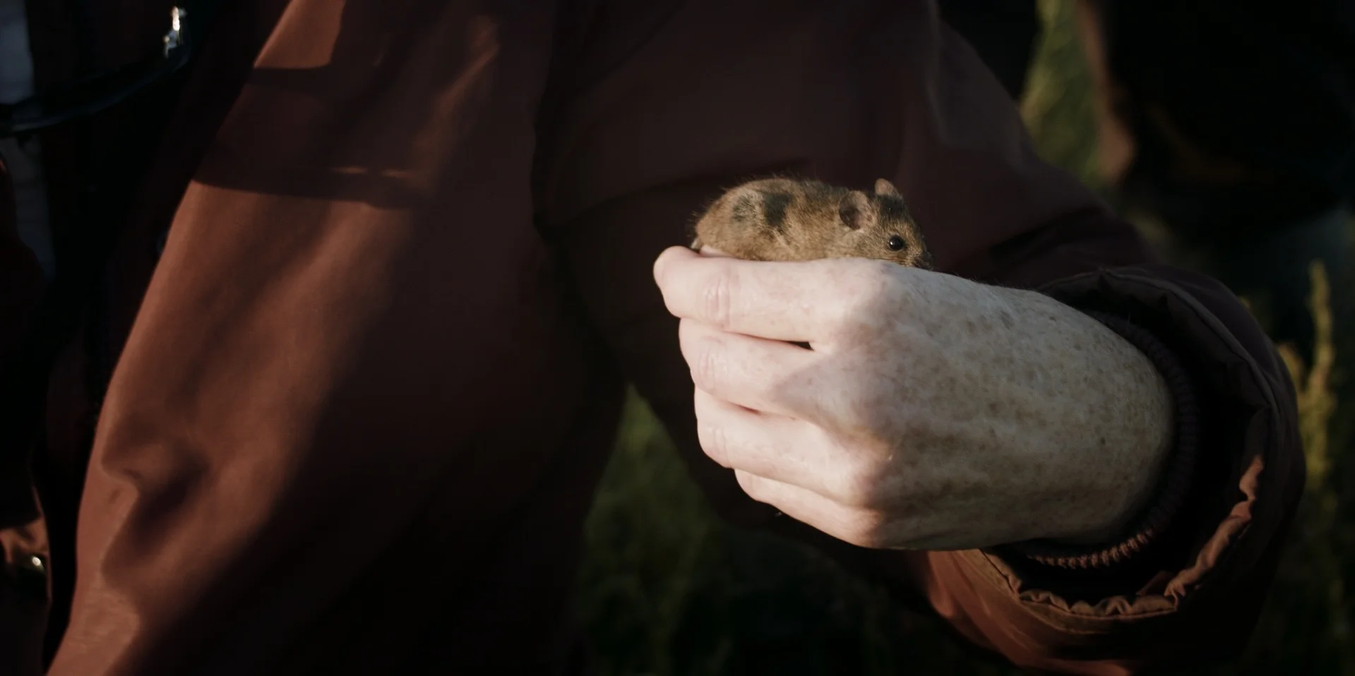 mice_1.44.3.jpg