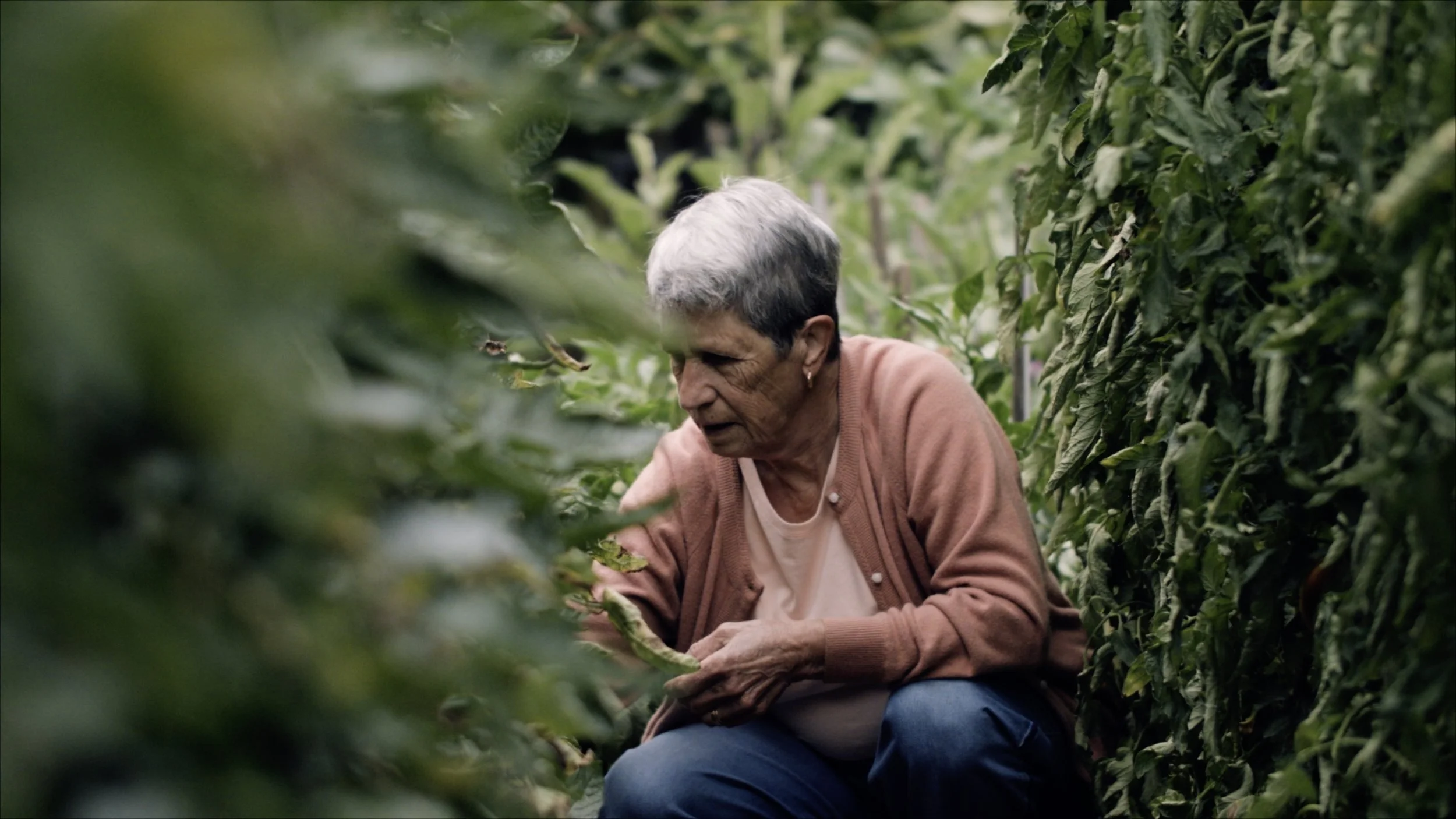 Rosetta_Sneak_Peek_from Resolve1210.jpg