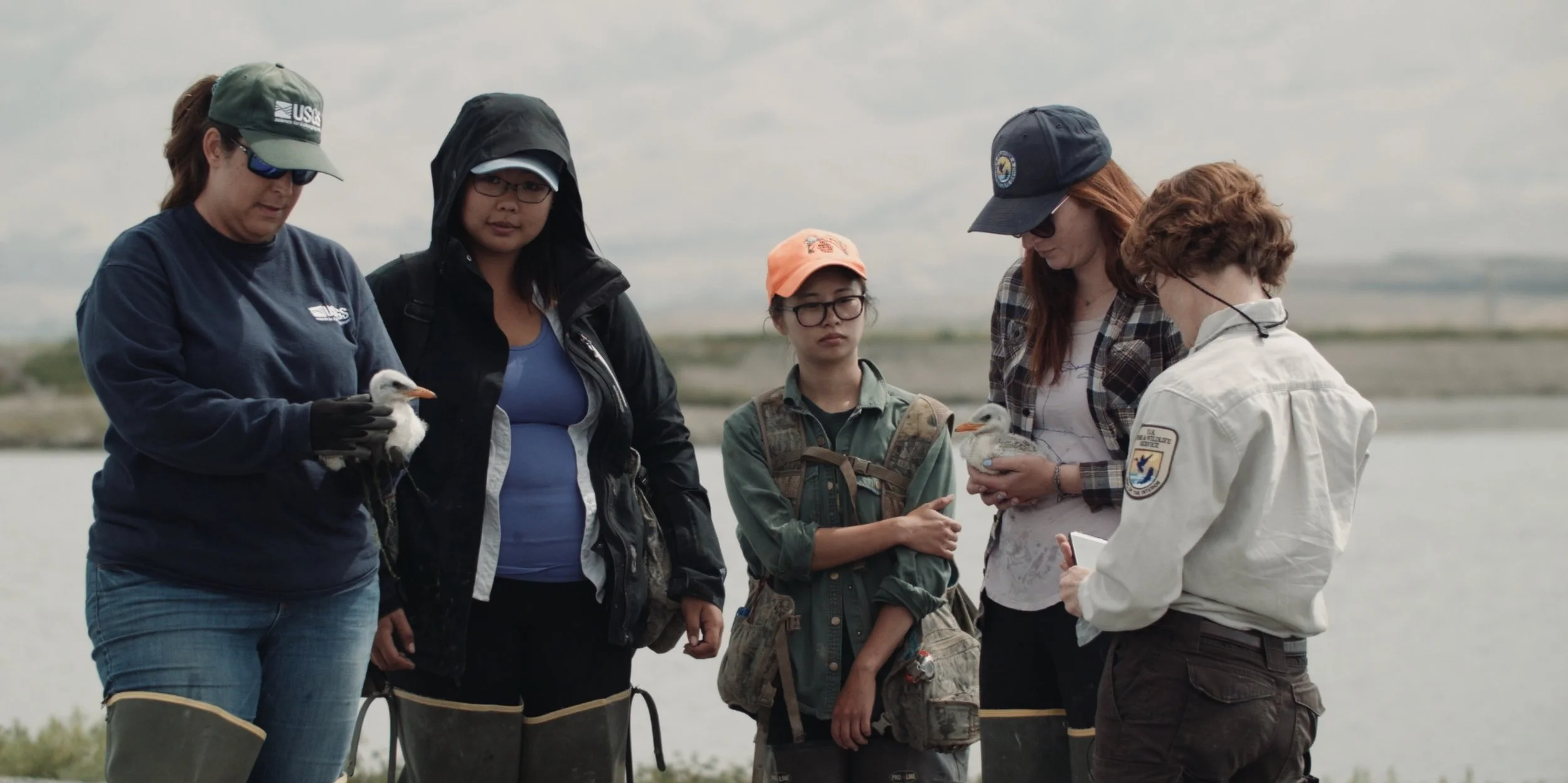 USFW_terns 3.jpg