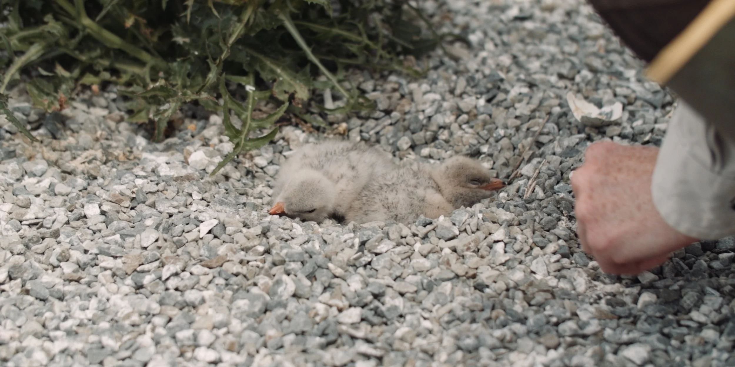 USFW_terns 11.jpg