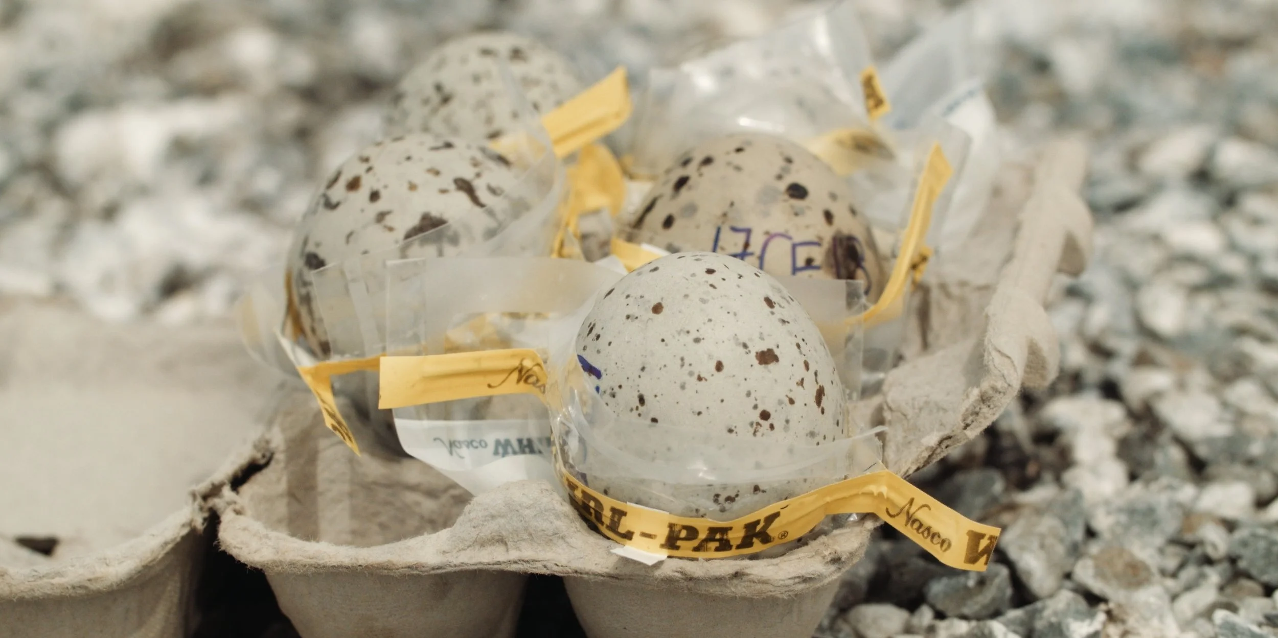 USFW_terns 21.jpg