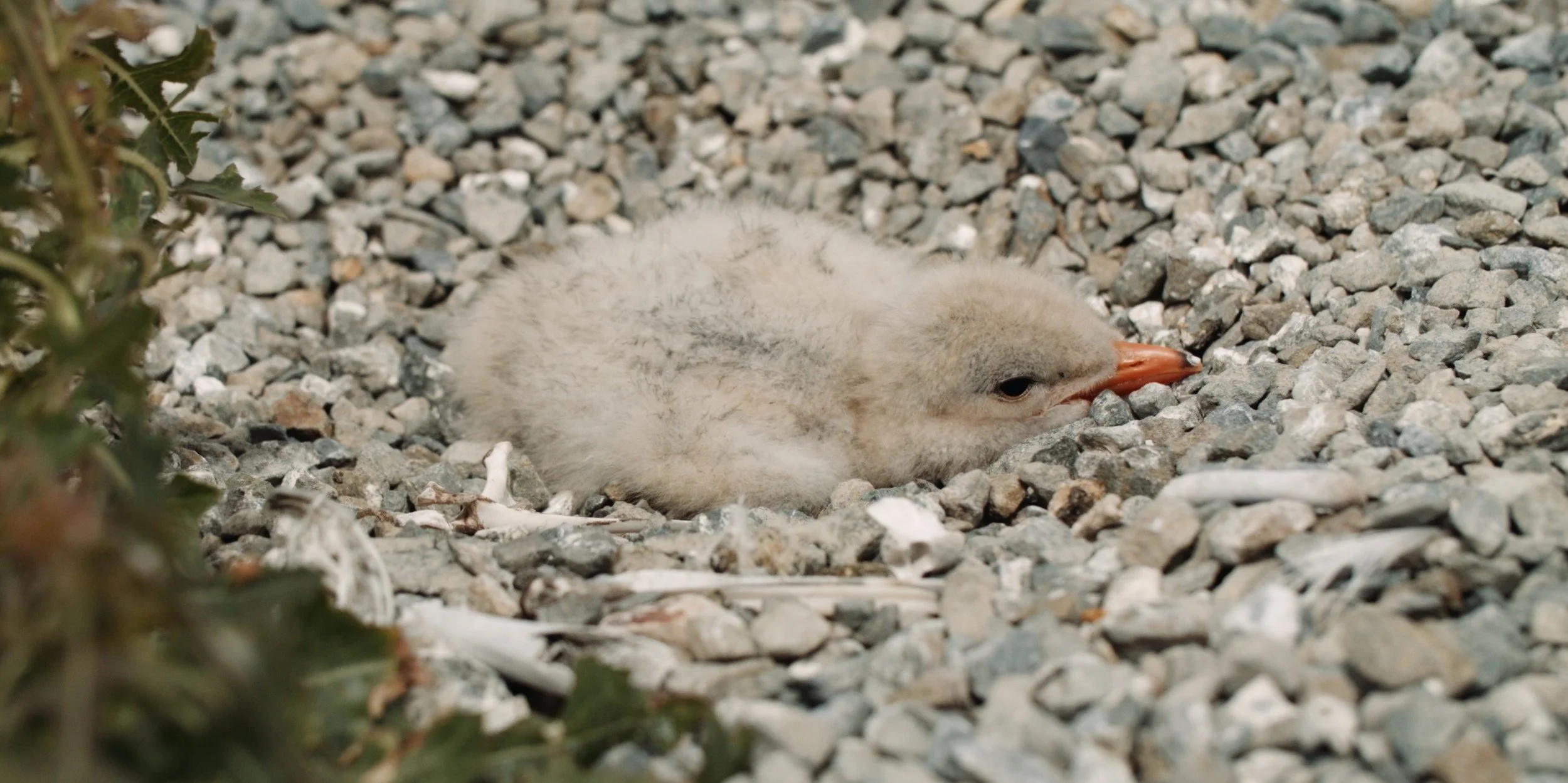 USFW_terns 24.jpg