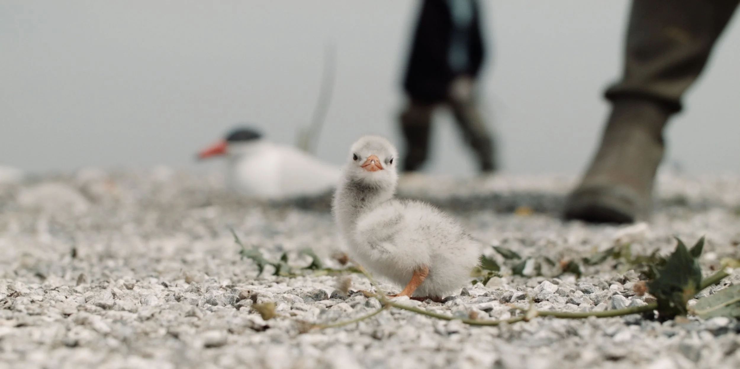 USFW_terns 26.jpg
