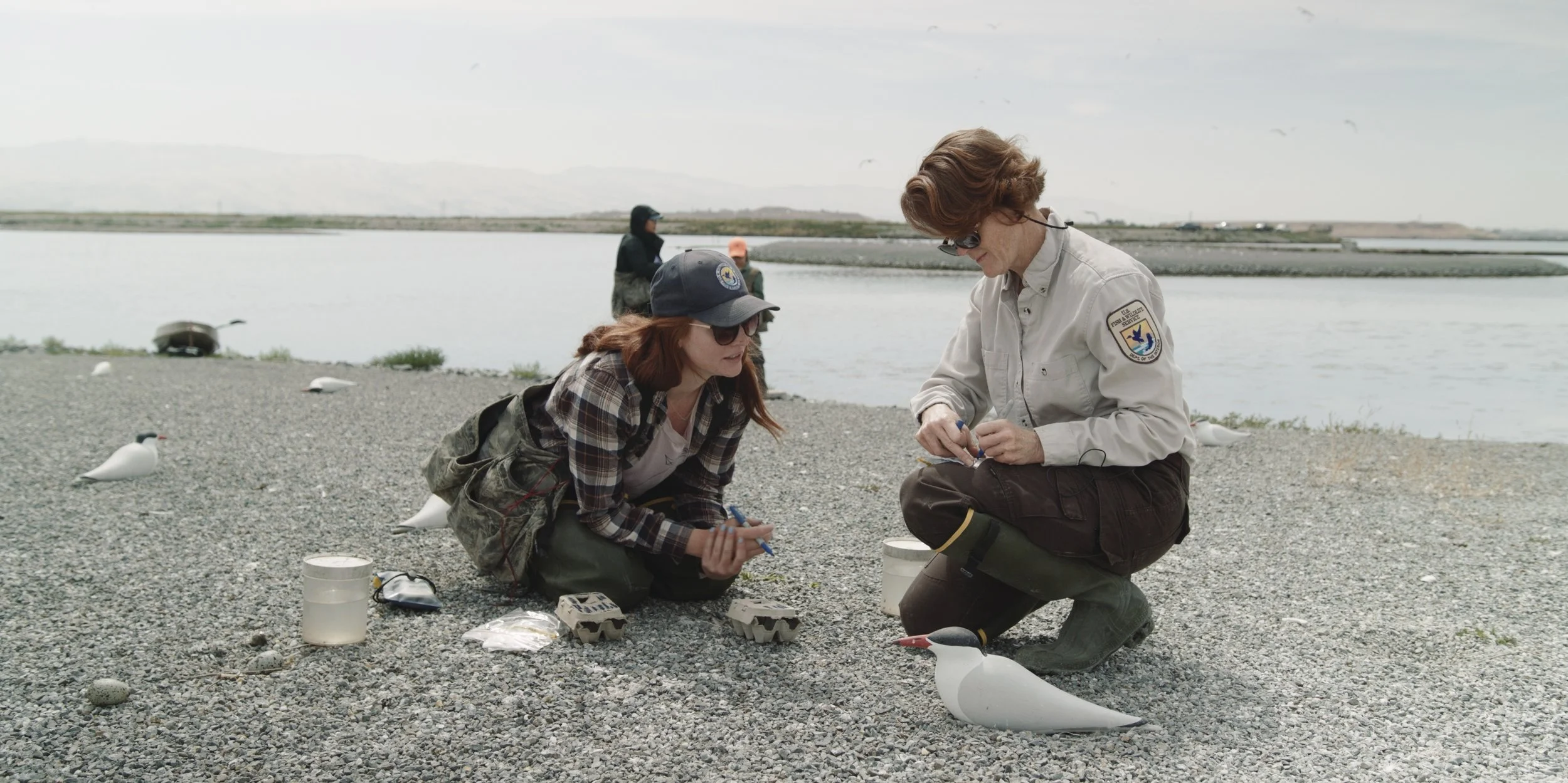 USFW_terns 67.jpg